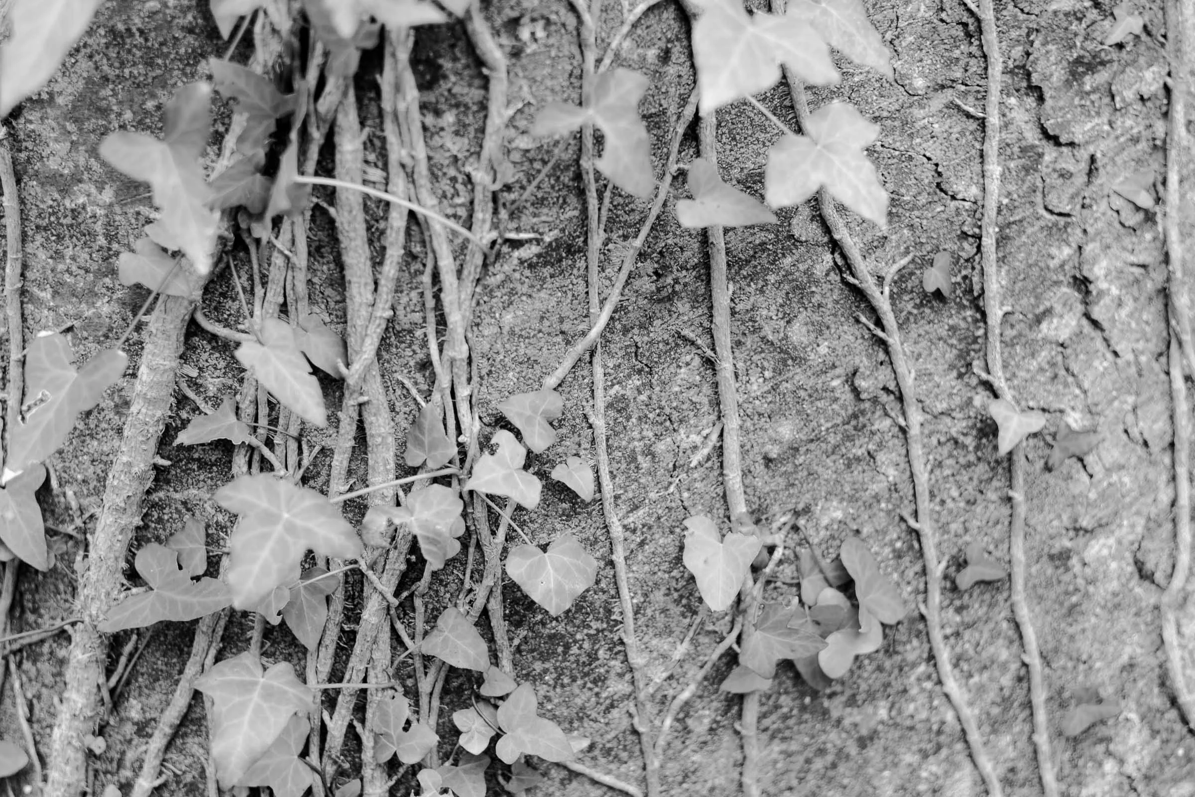 ivy-black-and-white-lowena-studios.jpg