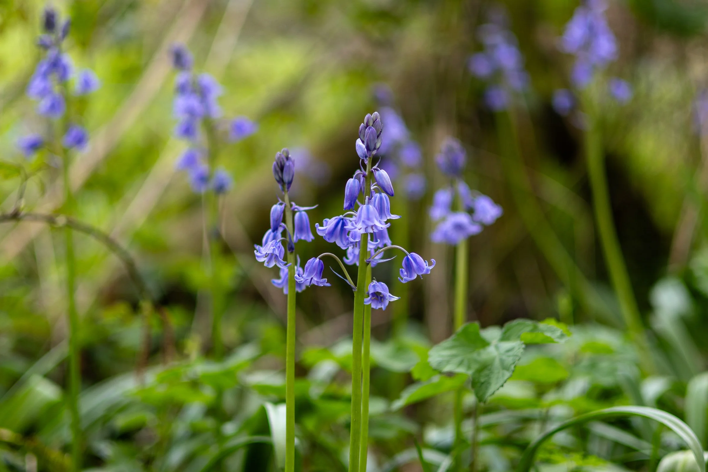 bluebells-central-lowena-studios.jpg
