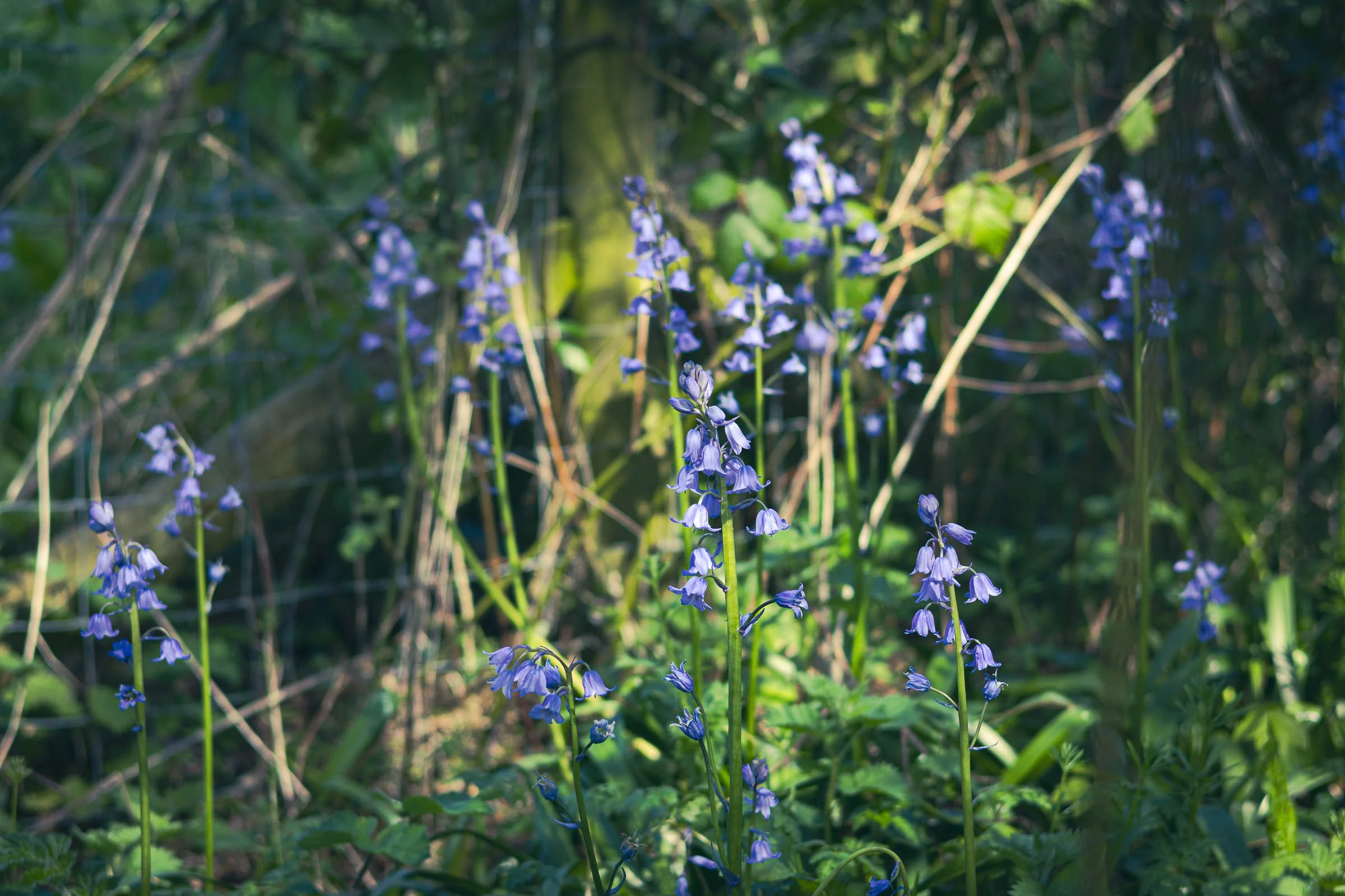 woodland-bluebells-lowena-studios.jpg