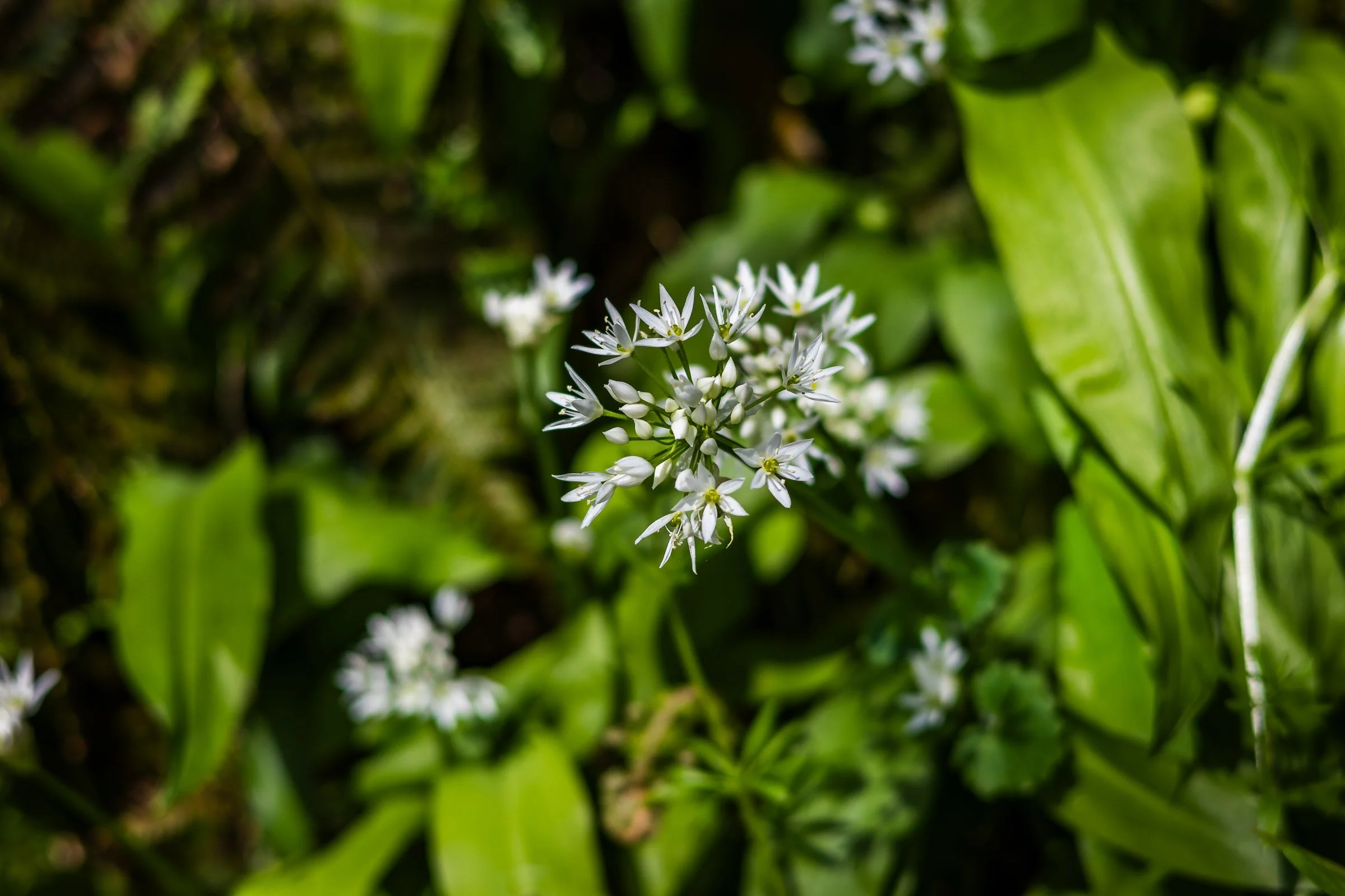 woodland-garlic_-lowena-studios.jpg