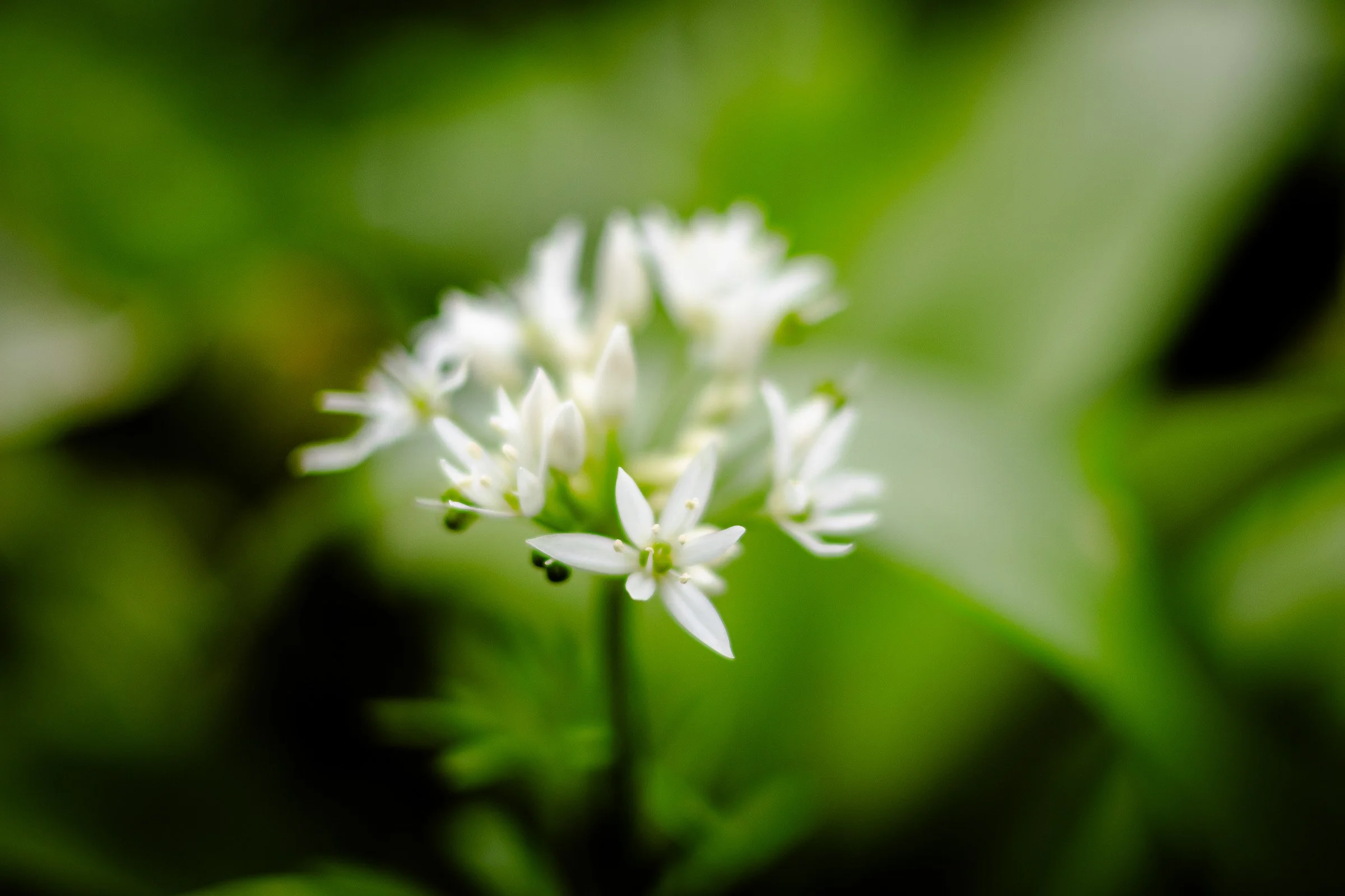 garlic-flower-close-lowena-studios.jpg