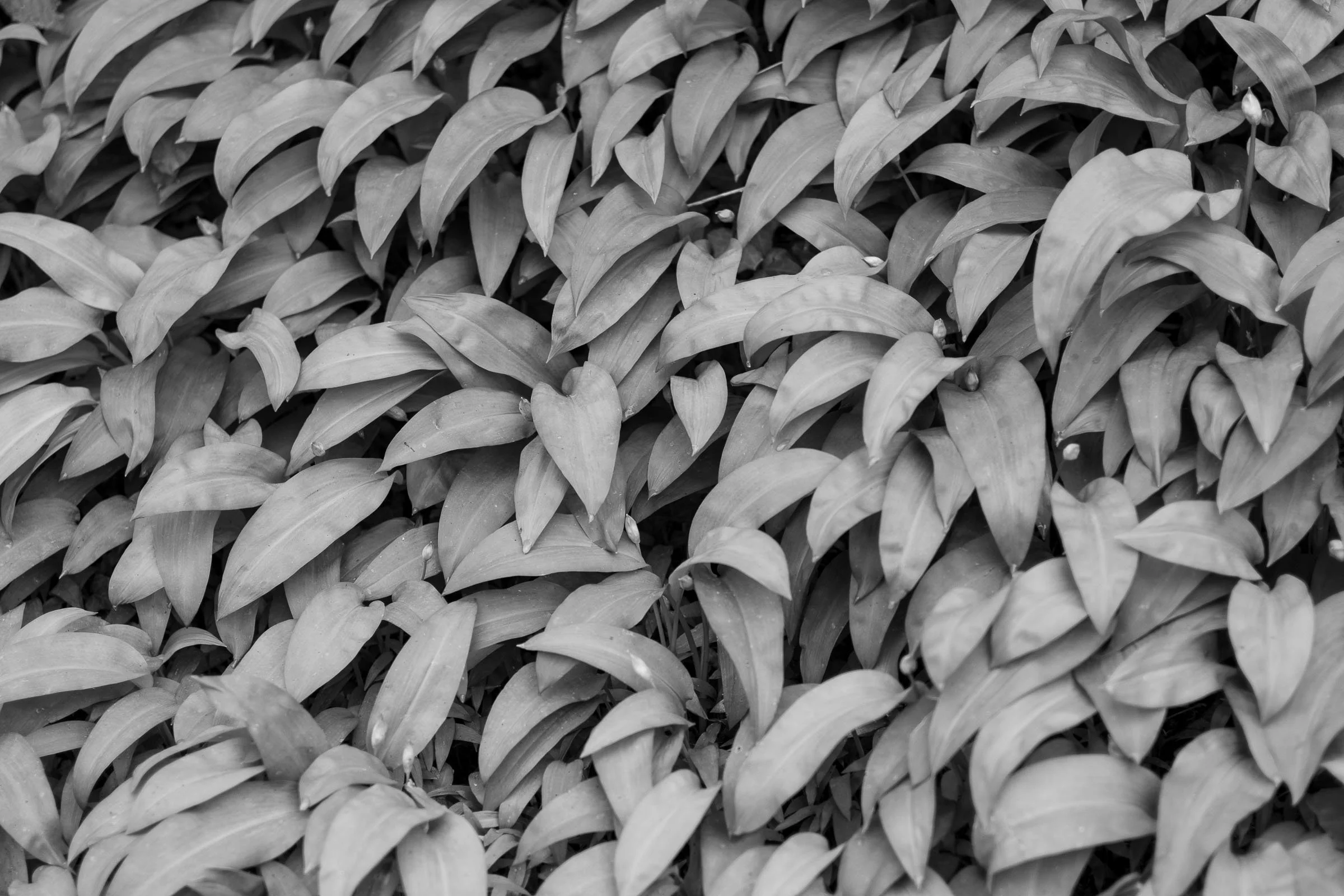 black-and-white-garlic-lowena-studios.jpg