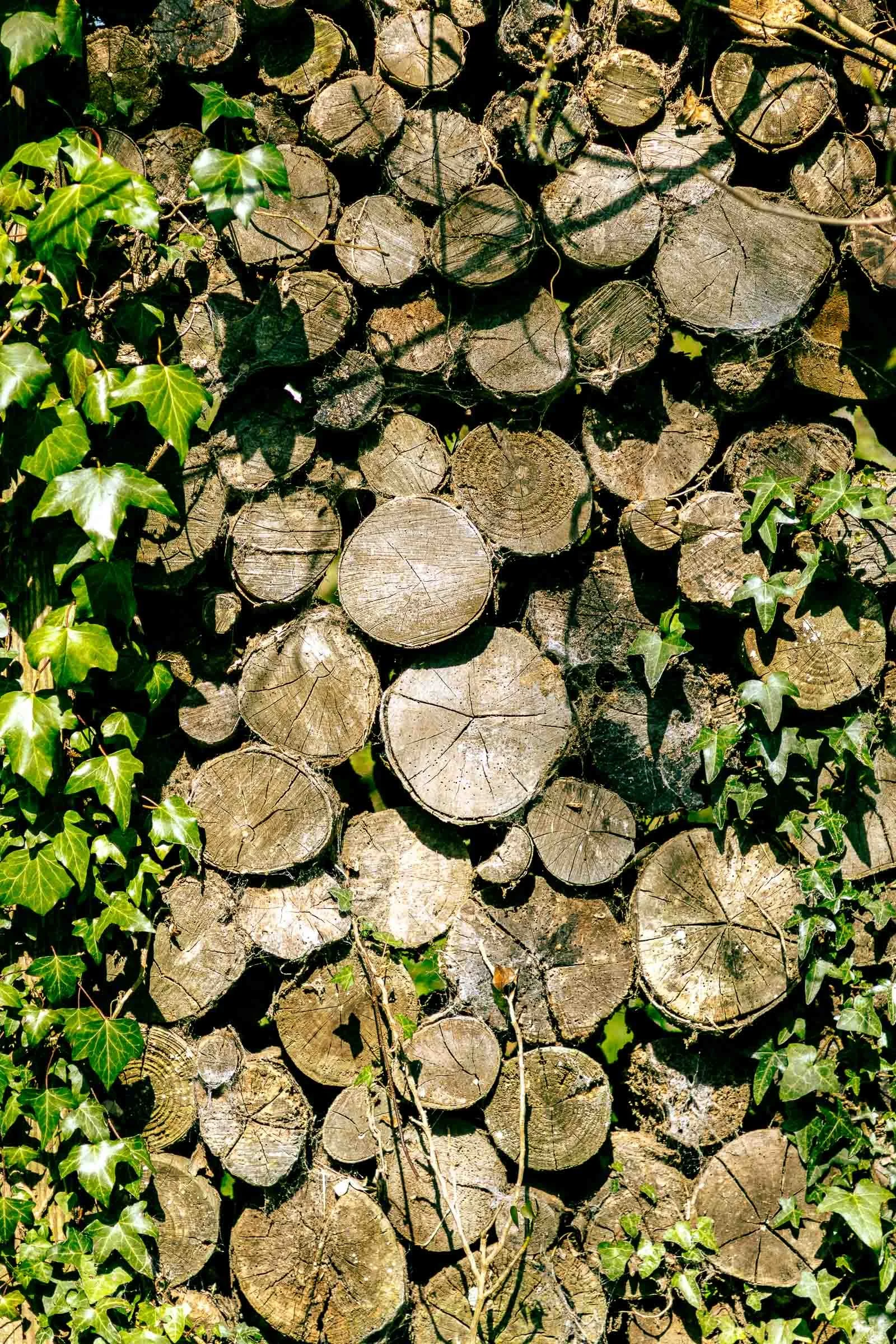 woodland-logs-lowena-studios.jpg