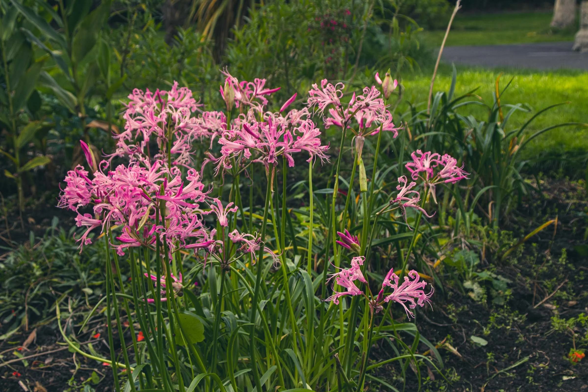 penzance-garden-pink-flowers-lowena-studios.jpg