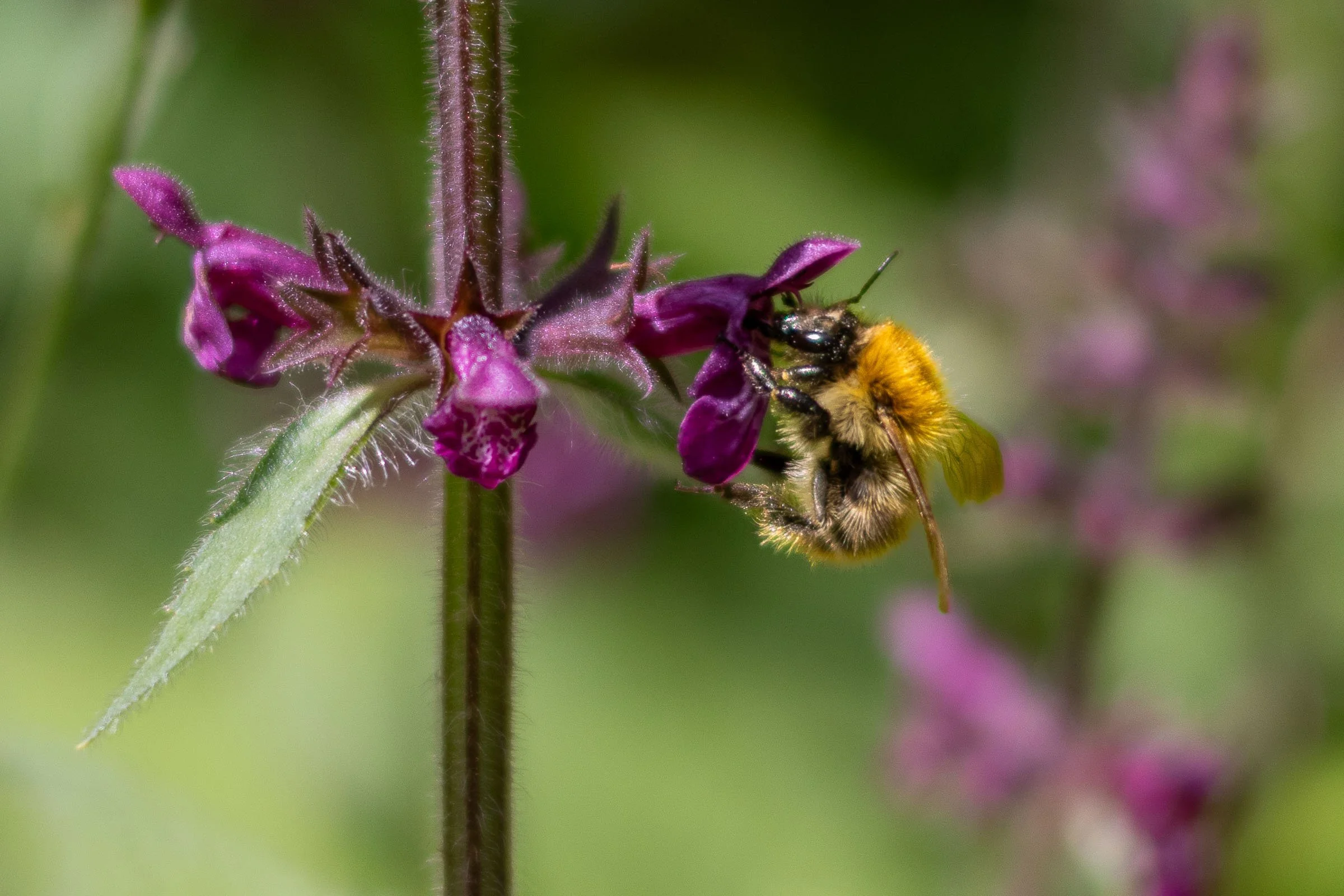 Bee Feeding 4