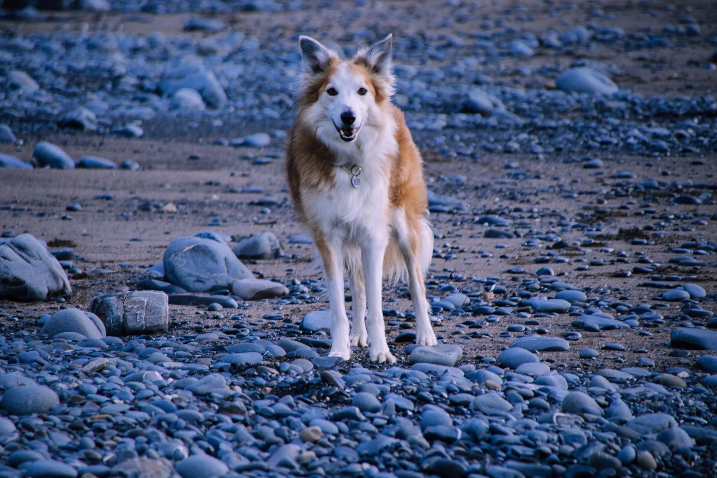 Jesse on Welcombe Beach.jpg