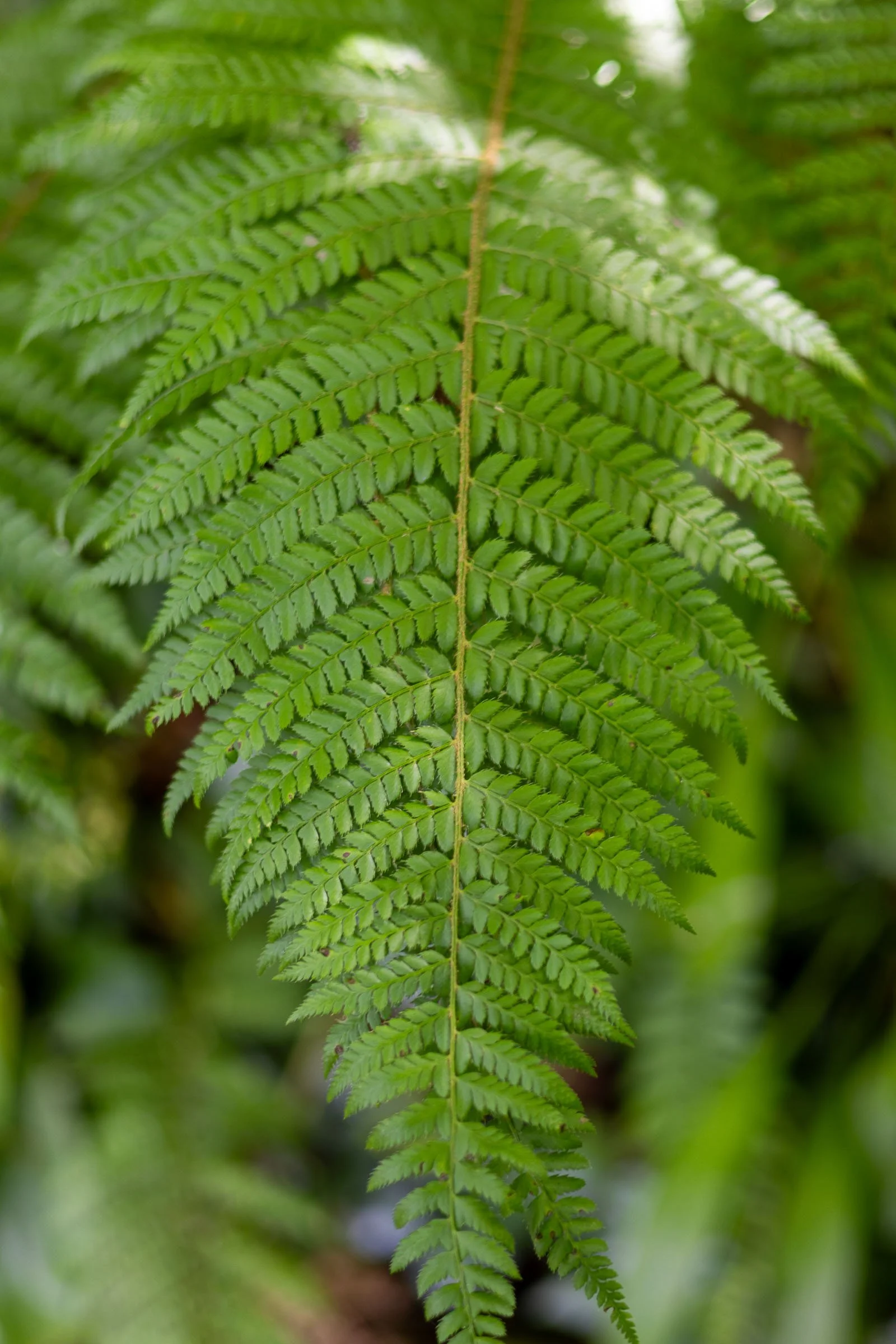 Fern Leaf