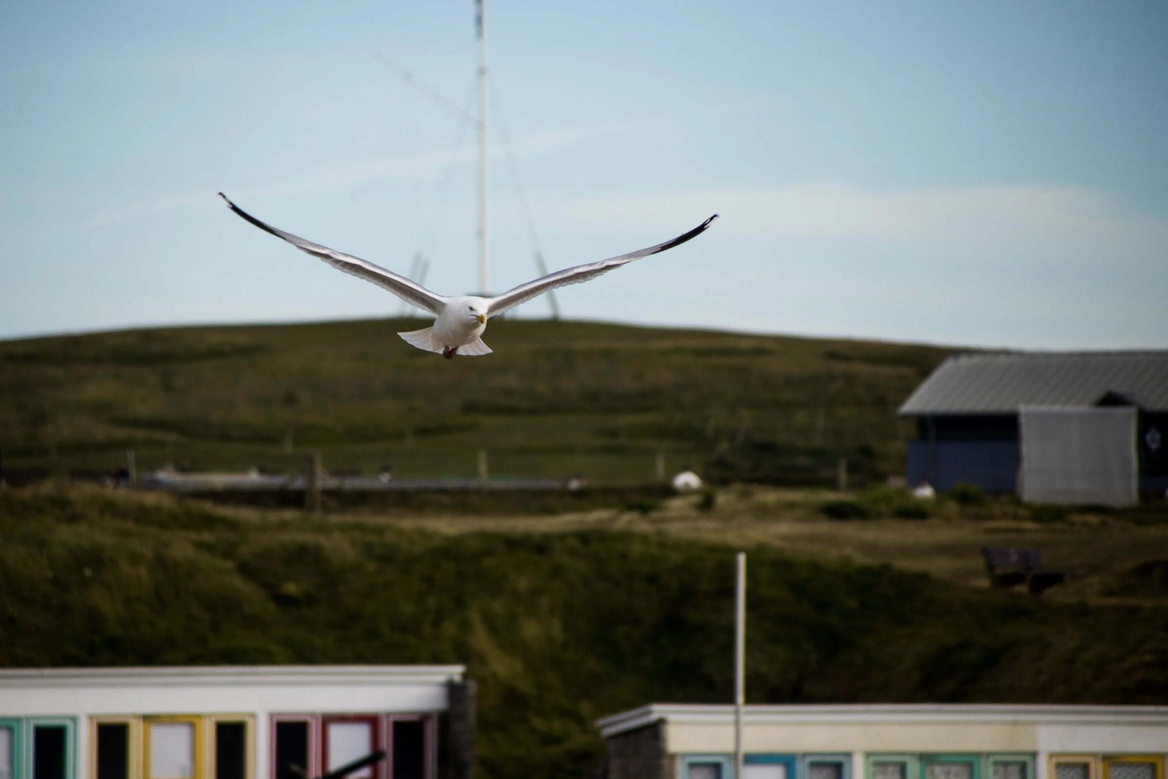 crooklets-seagul-flagpolle-lowena-studios.jpg