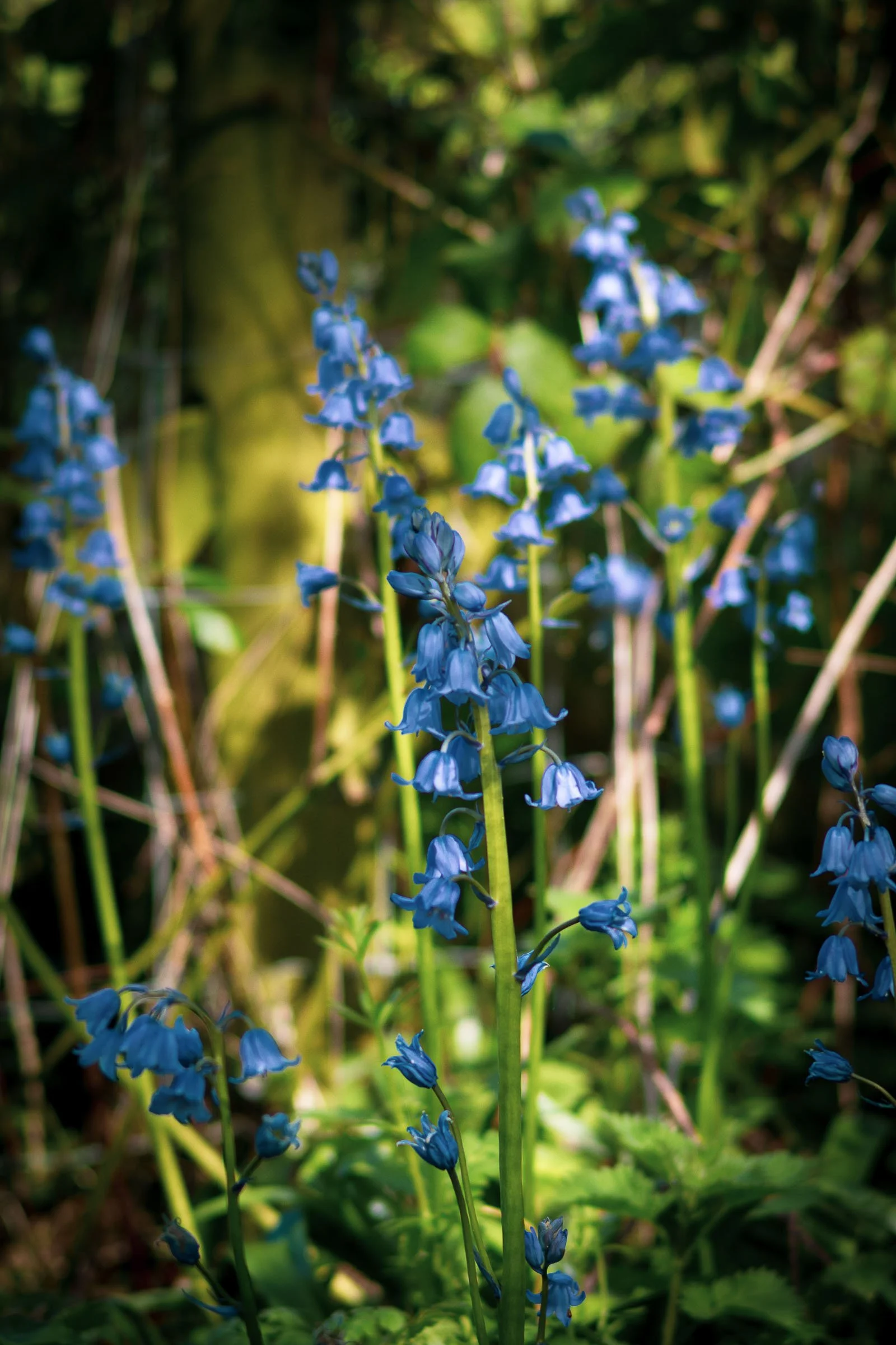 woodland-bluebells-portrait-lowena-studios.jpg
