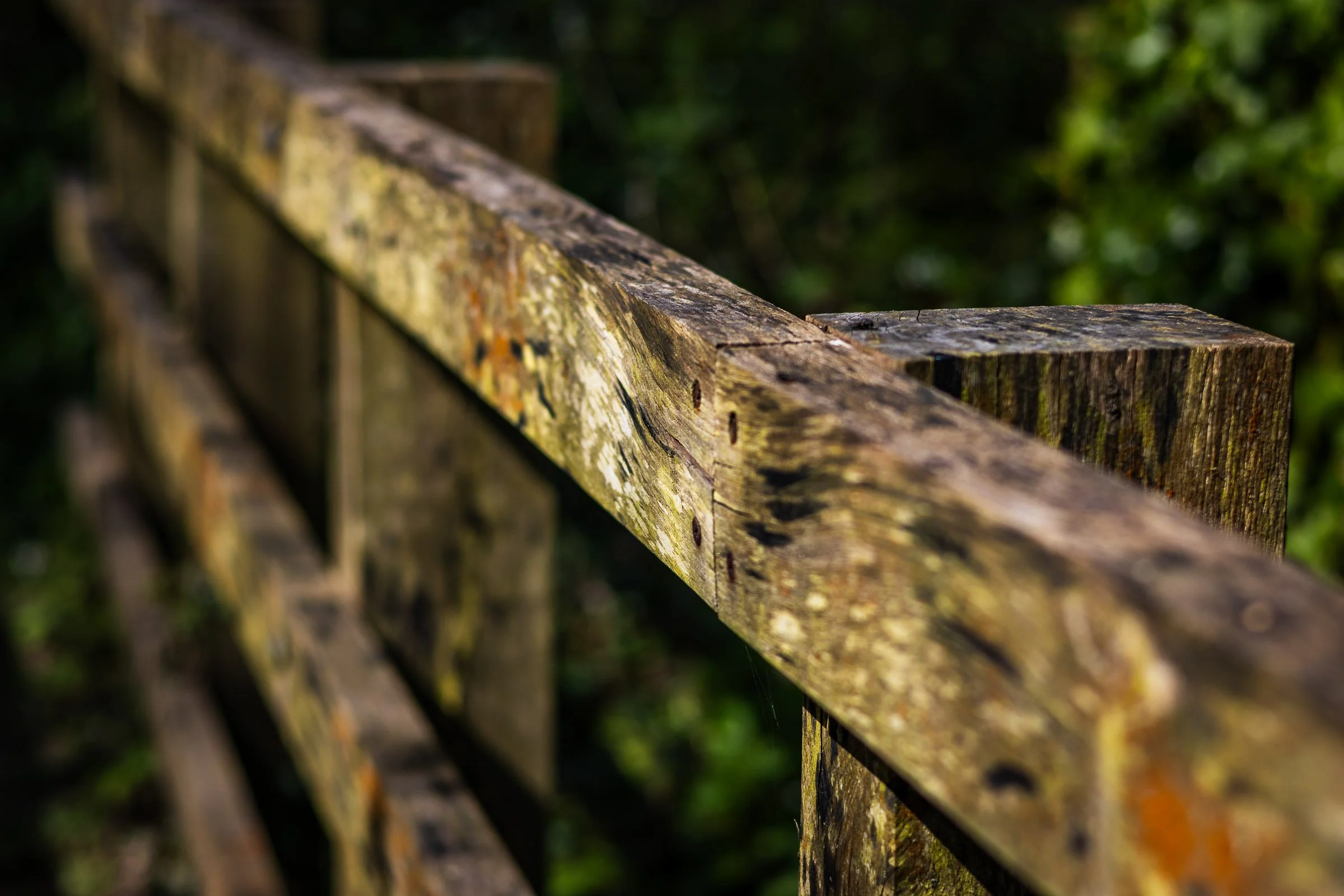 woodland-fence-lowena-studios.jpg