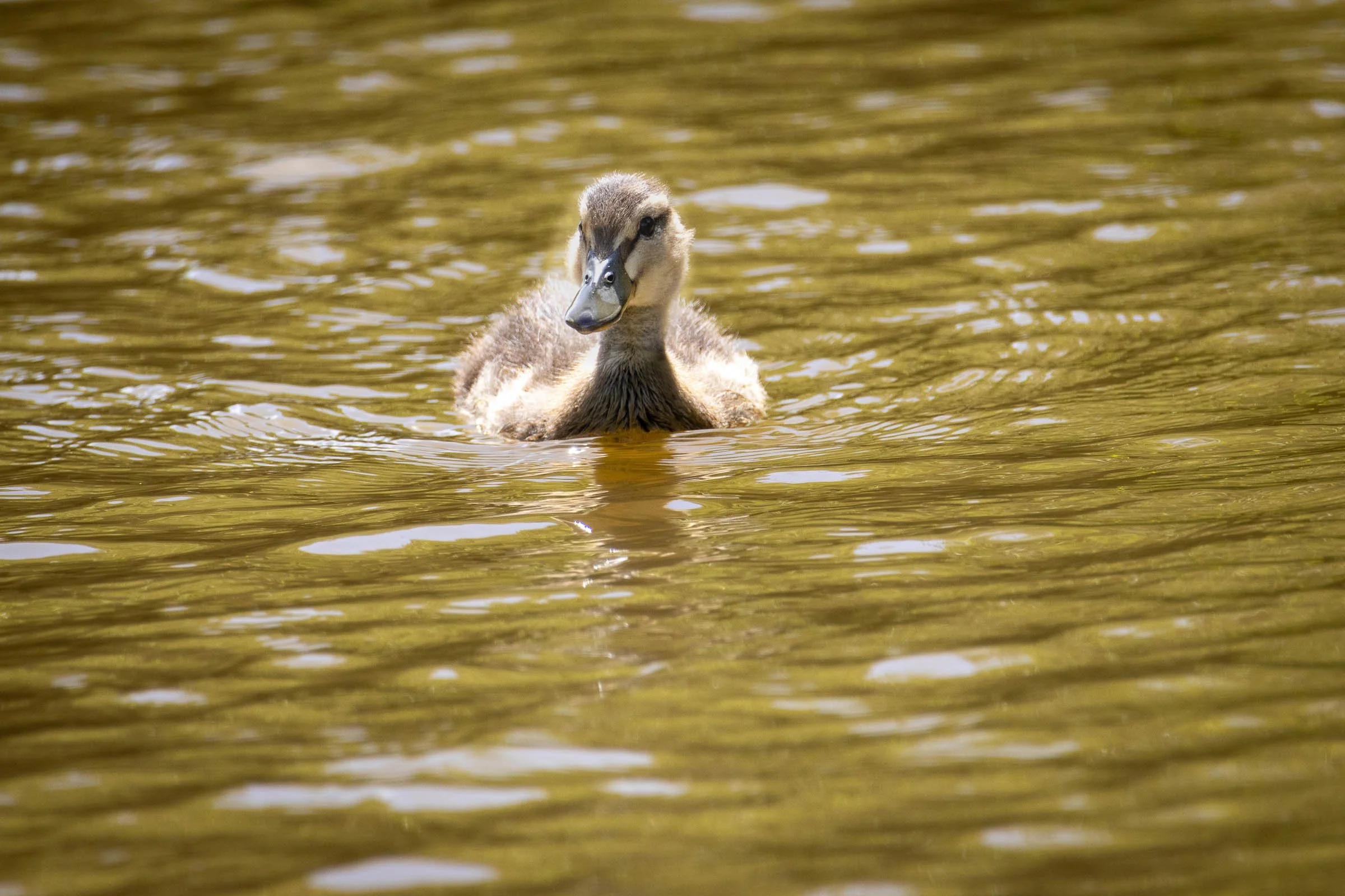 lone-big-baby-duck-lowena-studios.jpg