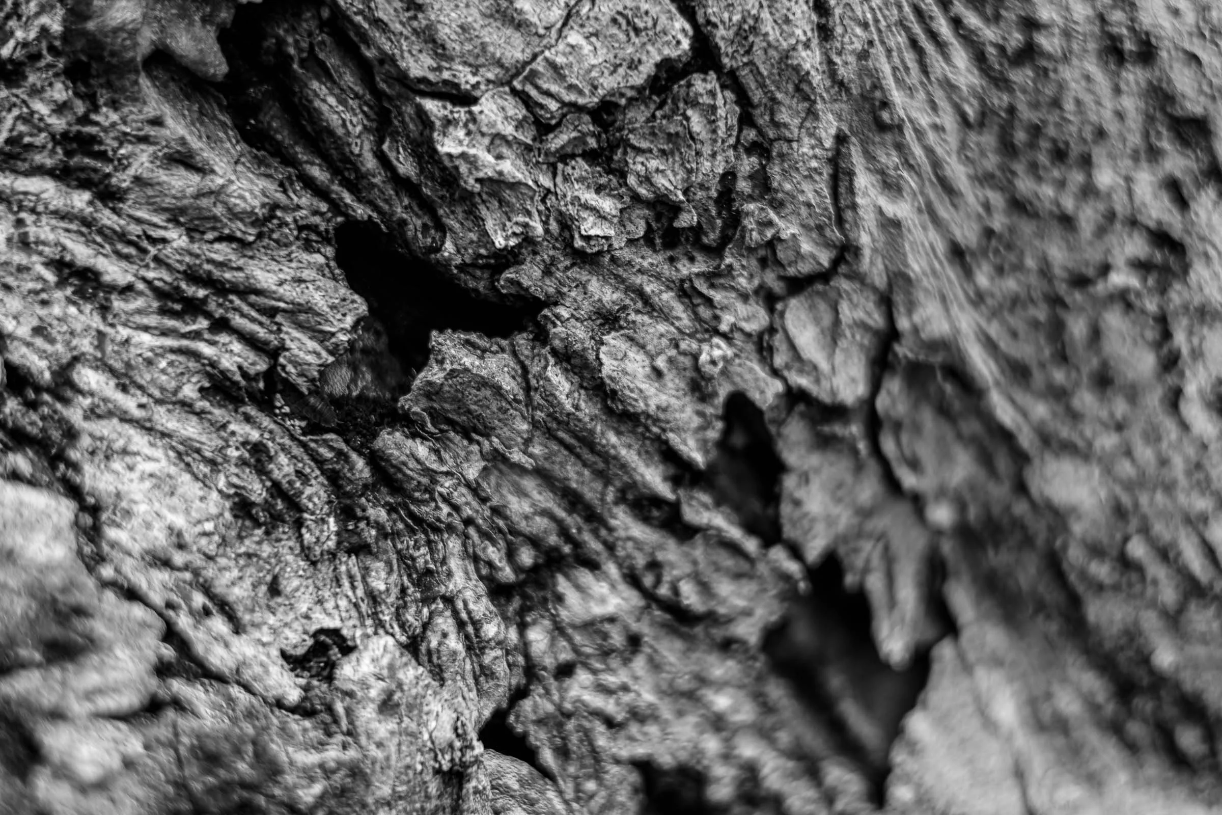 bark-texture-black-and-white-lowena-studios.jpg