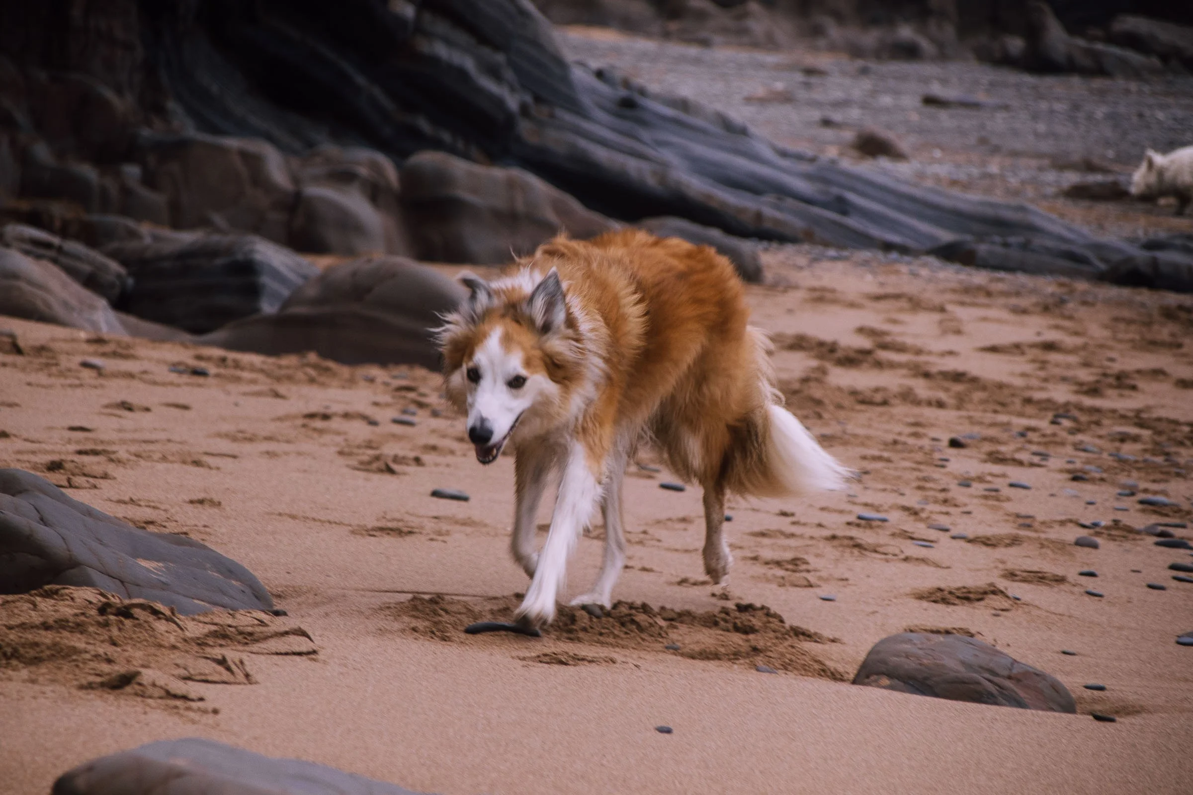 A ginger collie dog trotting along the beach in the golden hour light