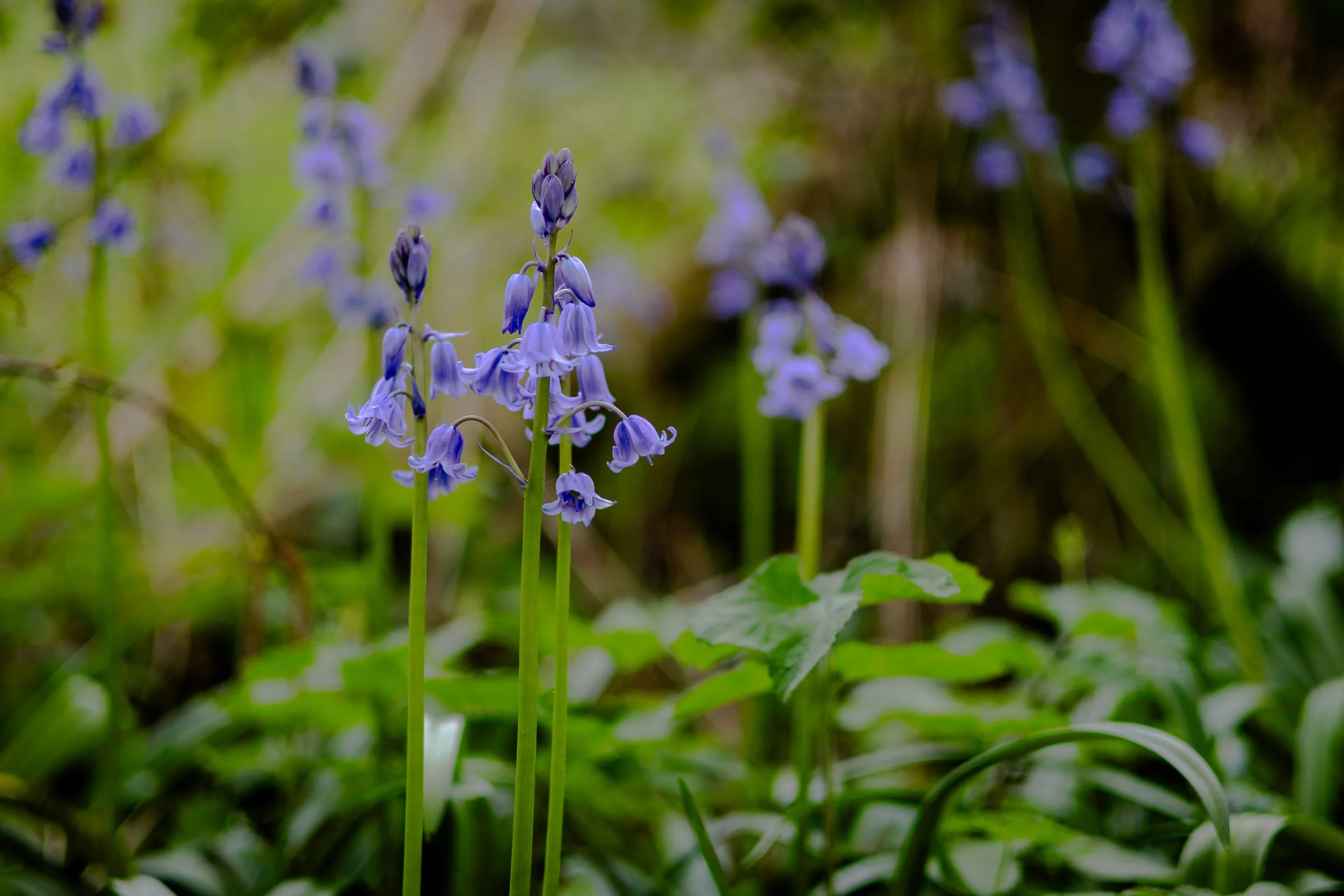 bluebells-lowena-studios.jpg