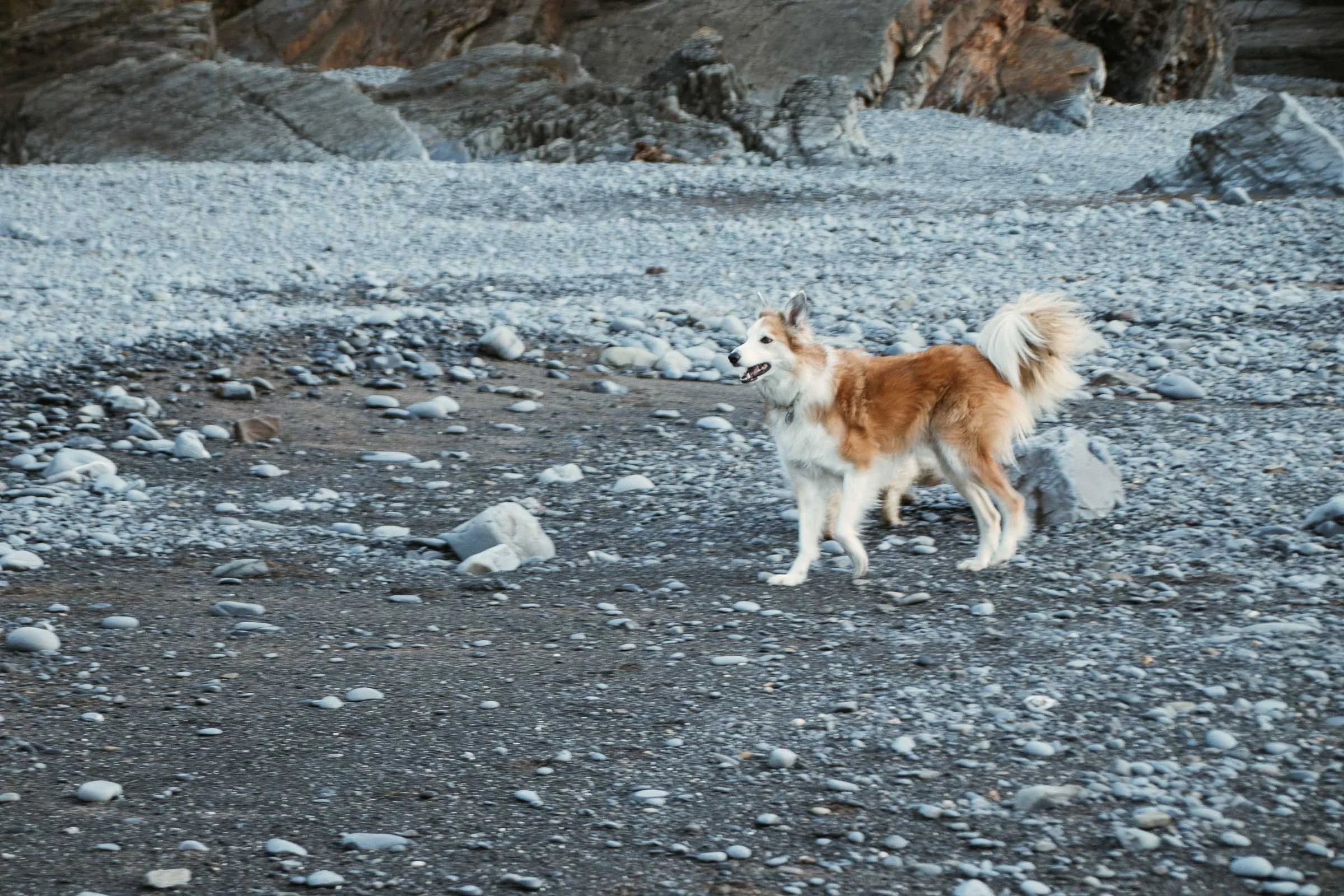 Jesse on Welcombe Beach Tail.jpg