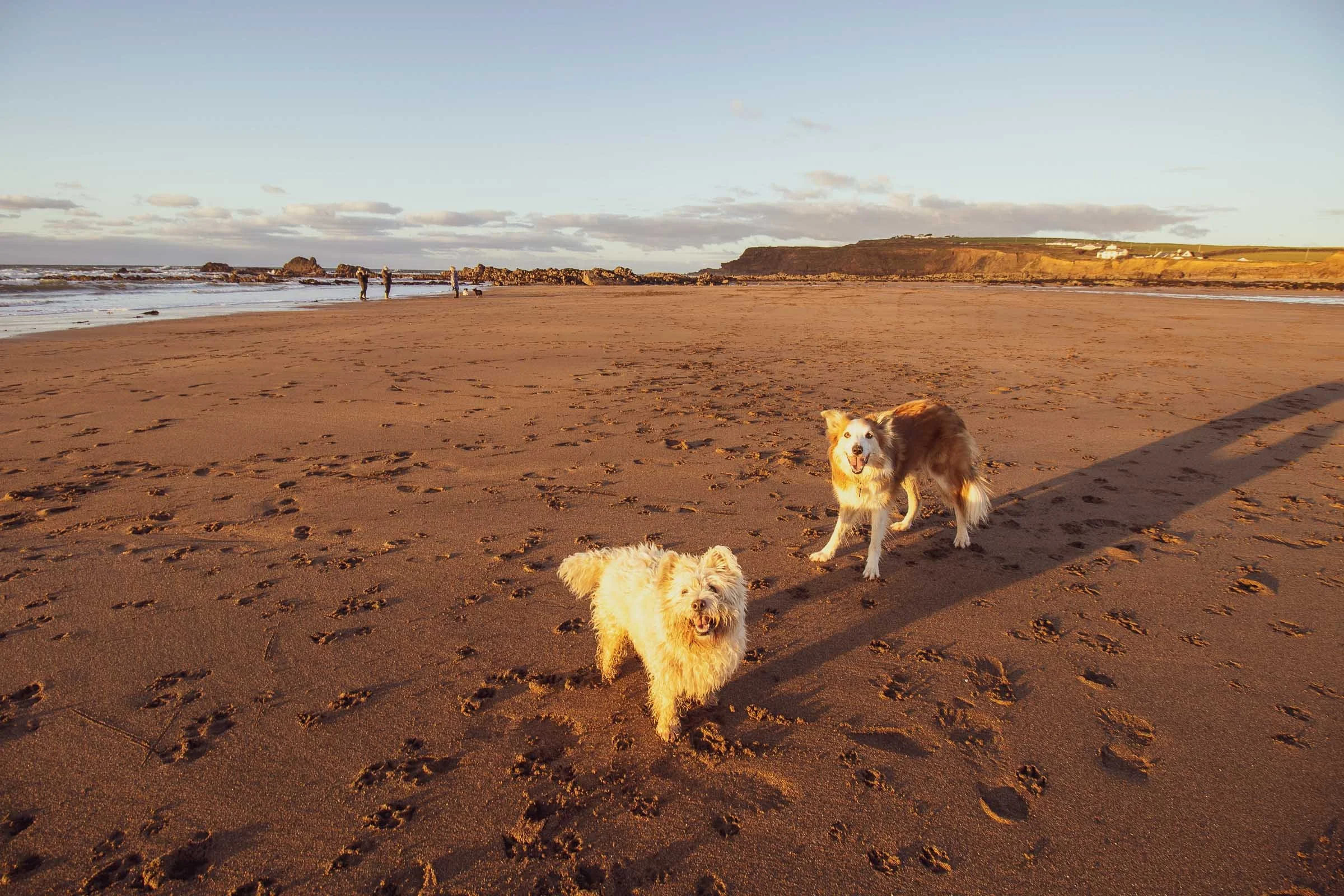 A westie and ginger collie waiting for the ball to be thrown in the glow of the golden hour light