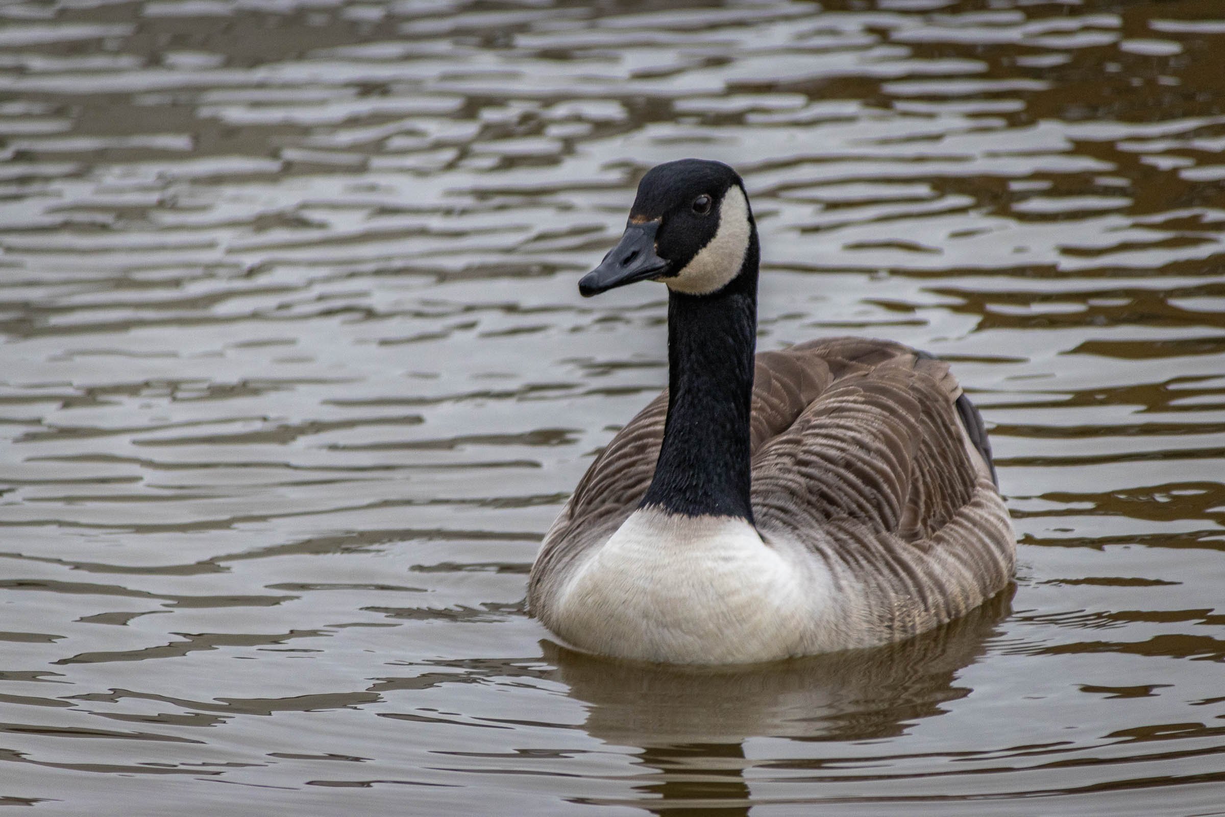 canada-goose-lowena-studios.jpg