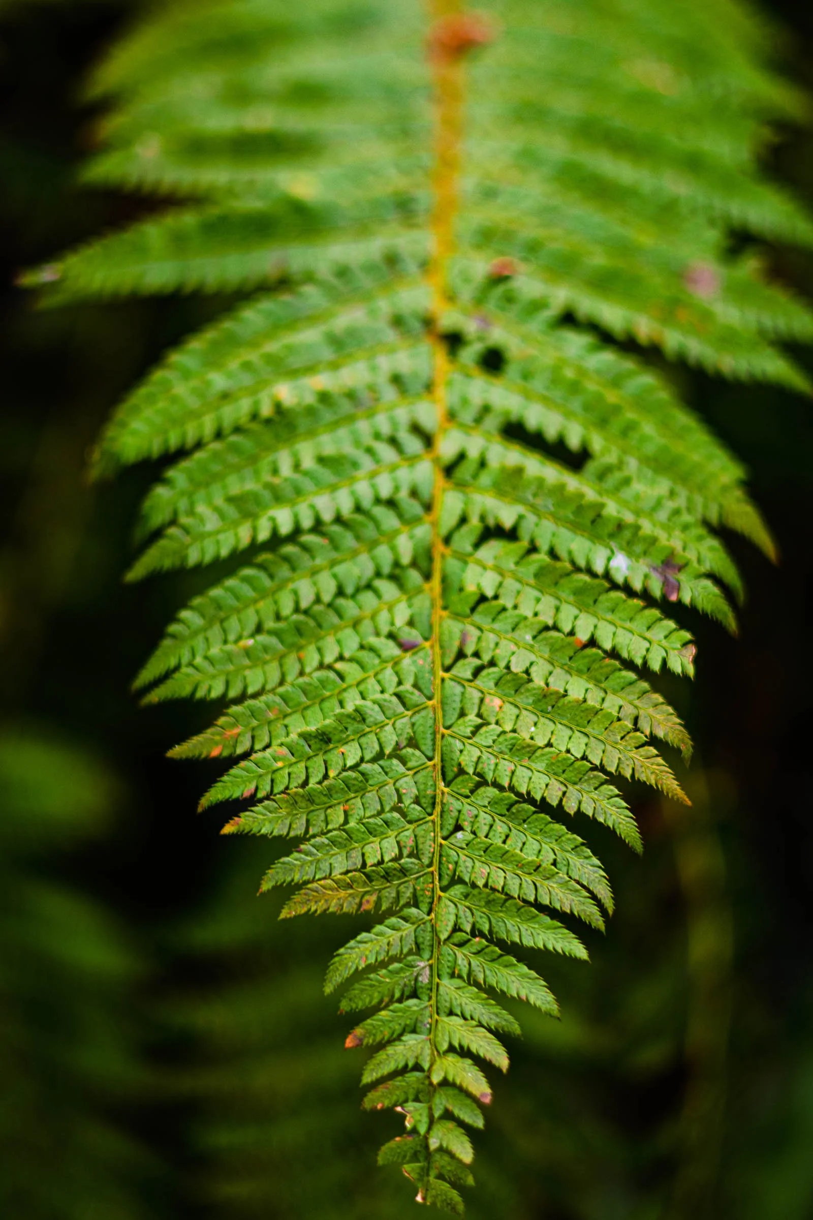 fern-close-2-lowena-studios.jpg