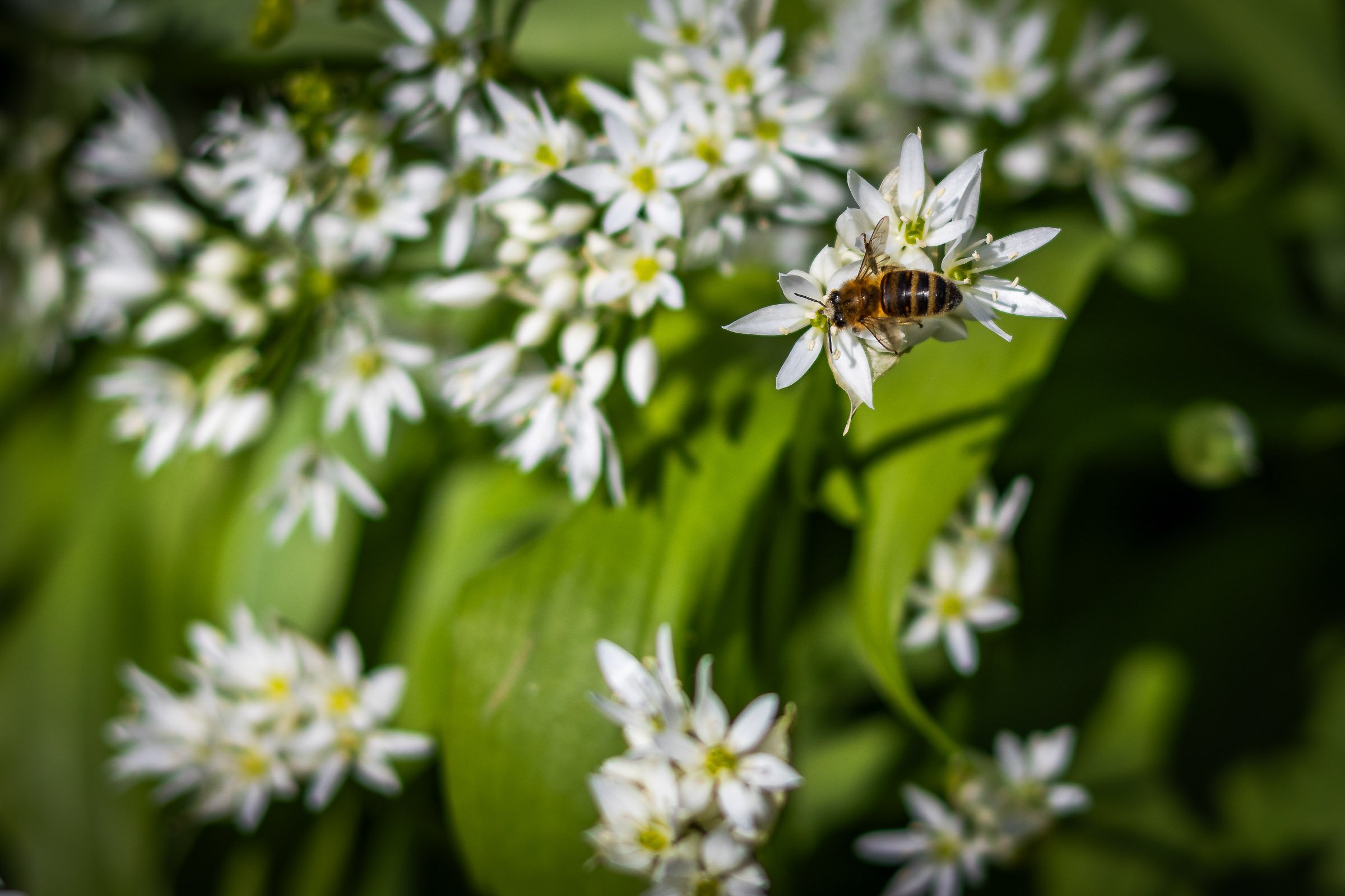 woodland-garlic-bee-crop-lowena-studios.jpg