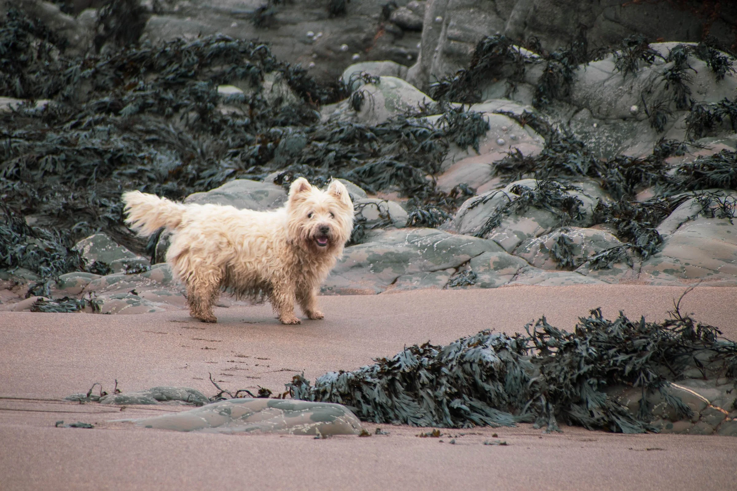 Charlie Sandy Seaweed.jpg
