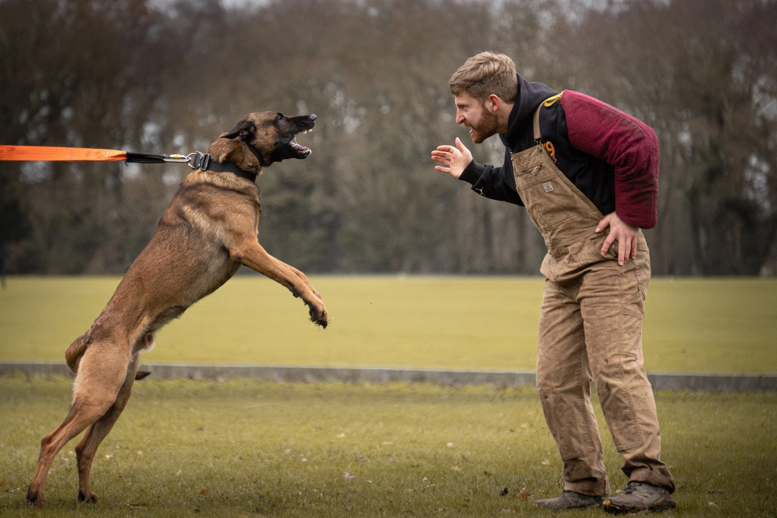 A man and a Belgian Malinois dog engaged in a training or play session outdoors on a grassy field, with the dog jumping up and the man leaning forward, both appearing focused on each other.