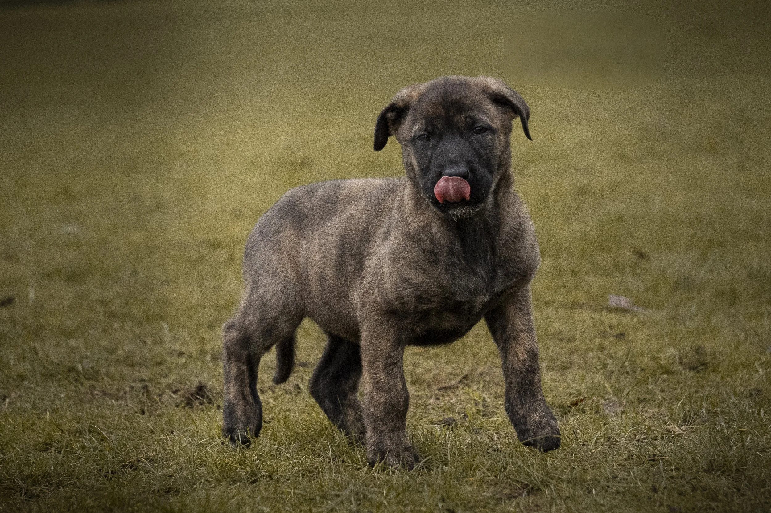 A puppy standing on grass with expression of licking its nose.