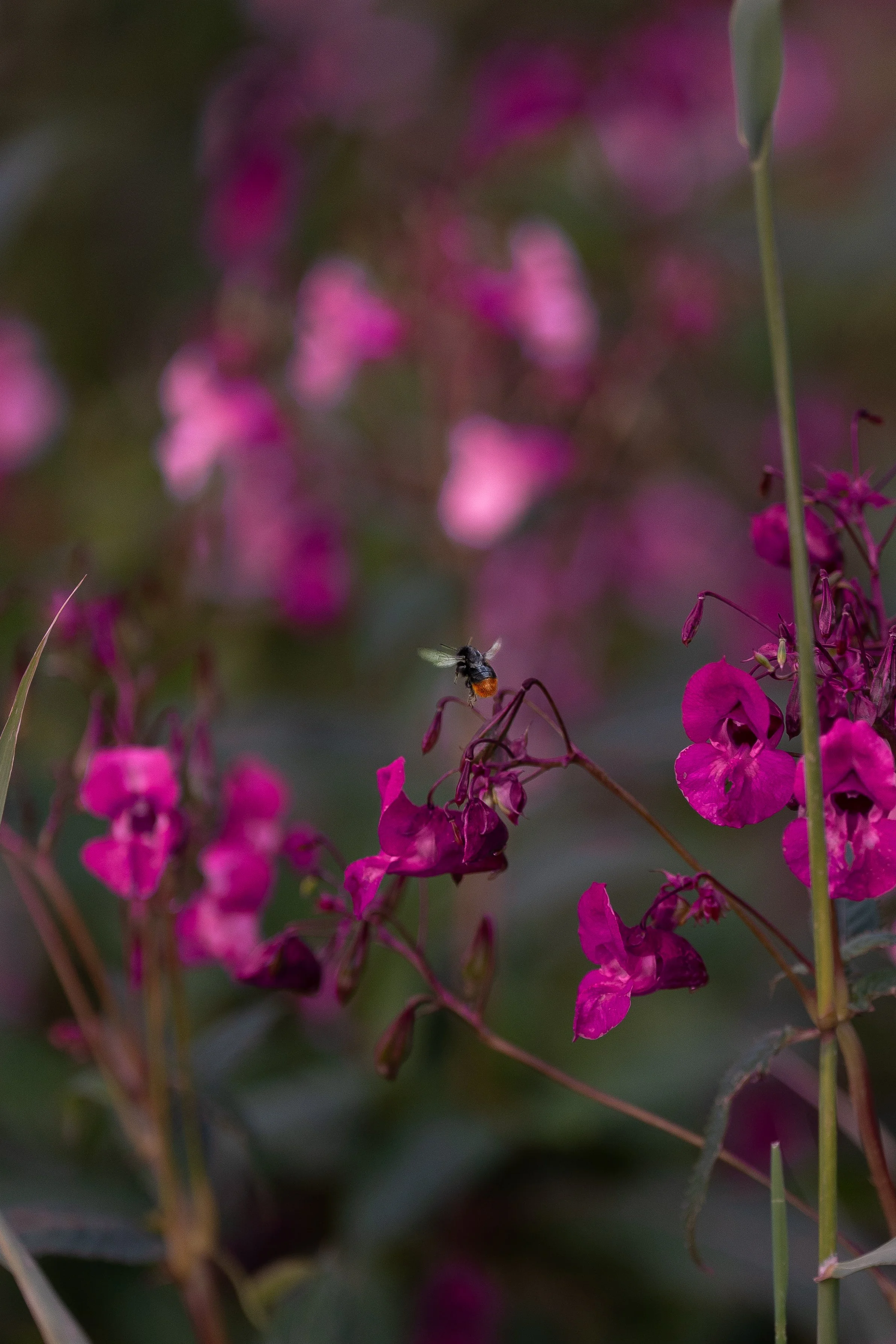A bee flying near pink flowers with green stems and blurred pink background.