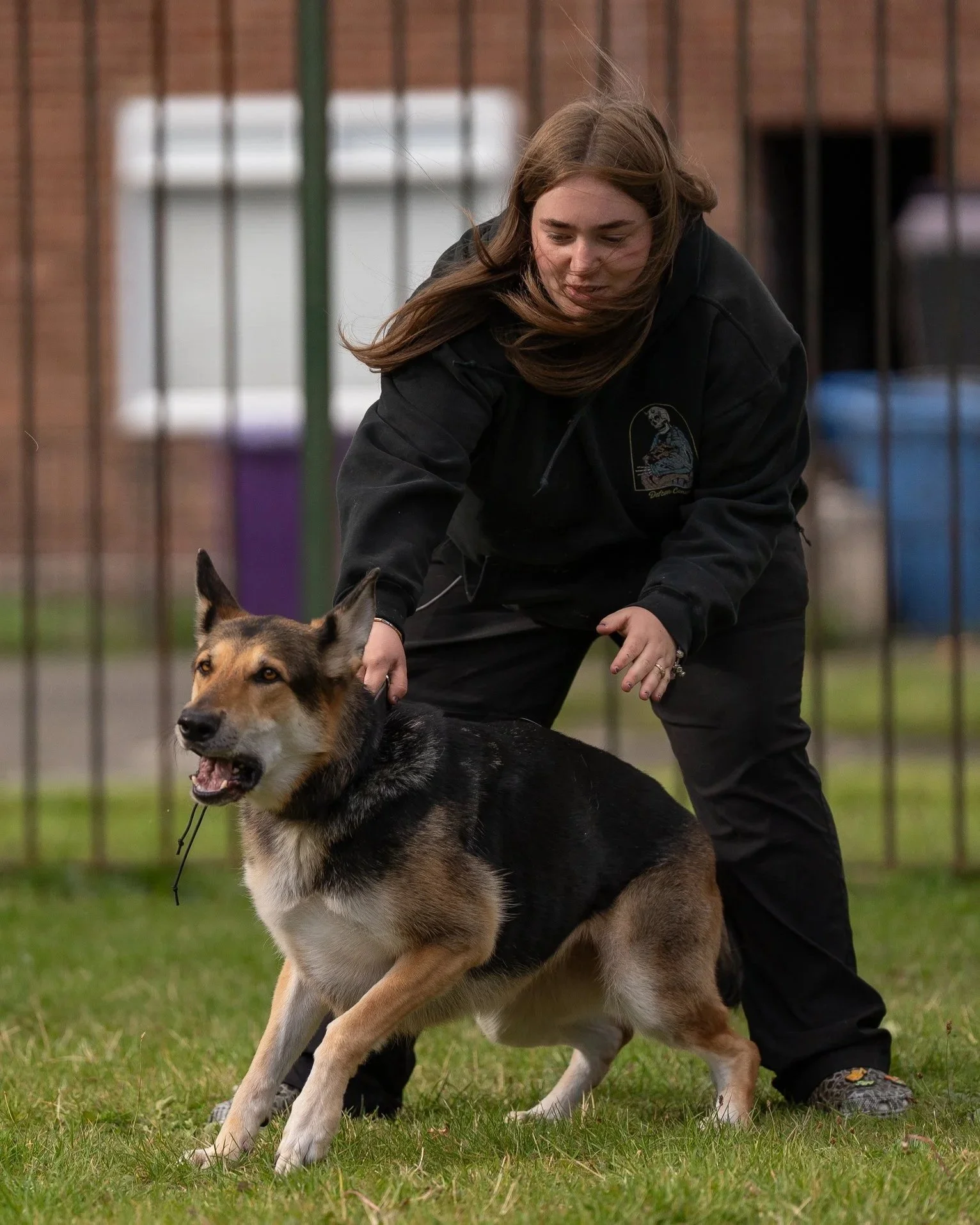 A woman dressed in black training a large German Shepherd dog in an outdoor fenced area.