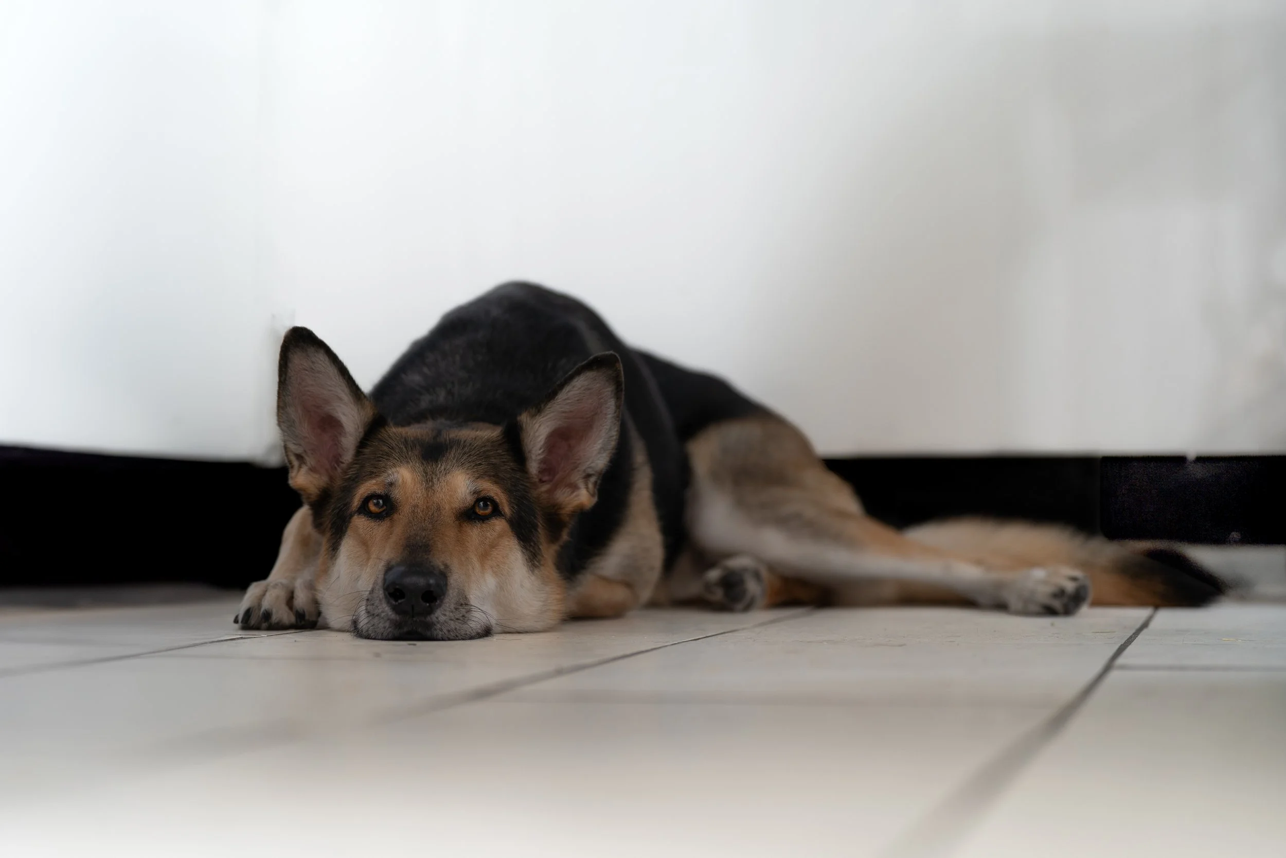 A dog lying on the floor with its head resting on its front paws, looking at the camera, in front of a plain white wall.