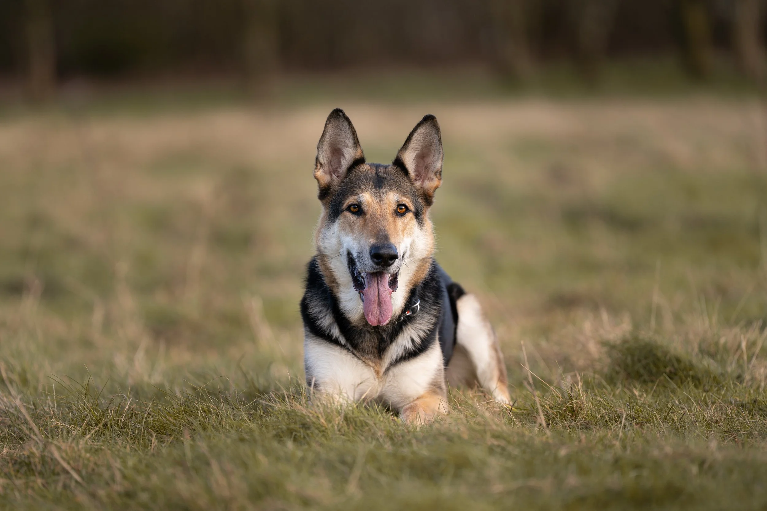 A happy black, white, and tan dog with its tongue out, lying on grass in an open outdoor area.