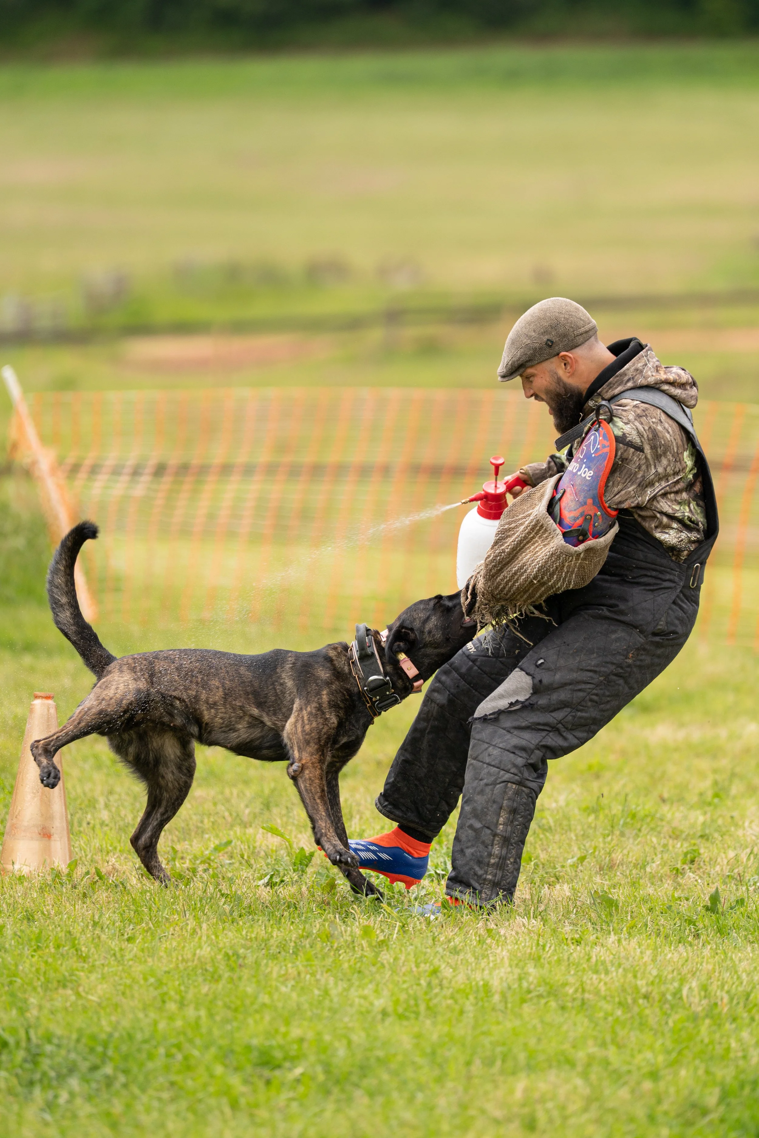 A man in outdoor gear, wearing a flat cap, is training a German Shepherd in a grassy area with orange cone markers. The man is holding a spray bottle, and the dog is biting a bite sleeve on the man's arm during a training exercise.