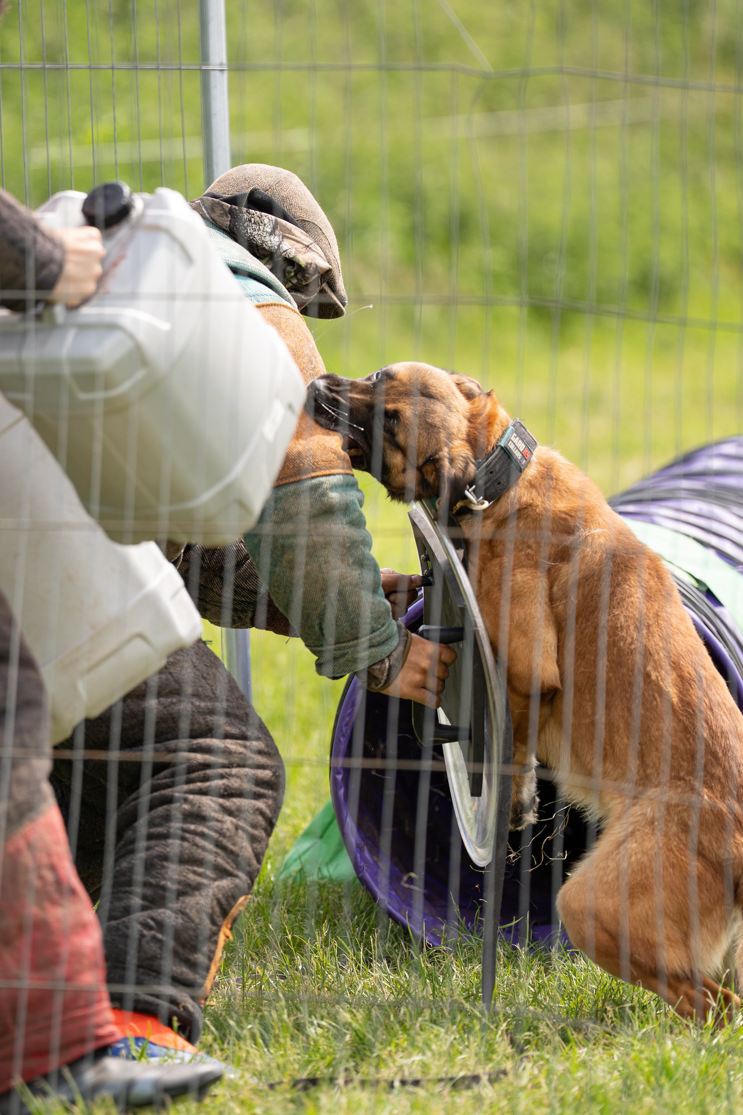 A person interacting with a lion in a zoo or sanctuary enclosure, with fencing visible in the foreground. The person is kneeling or sitting on the grass, and the lion is leaning towards them.
