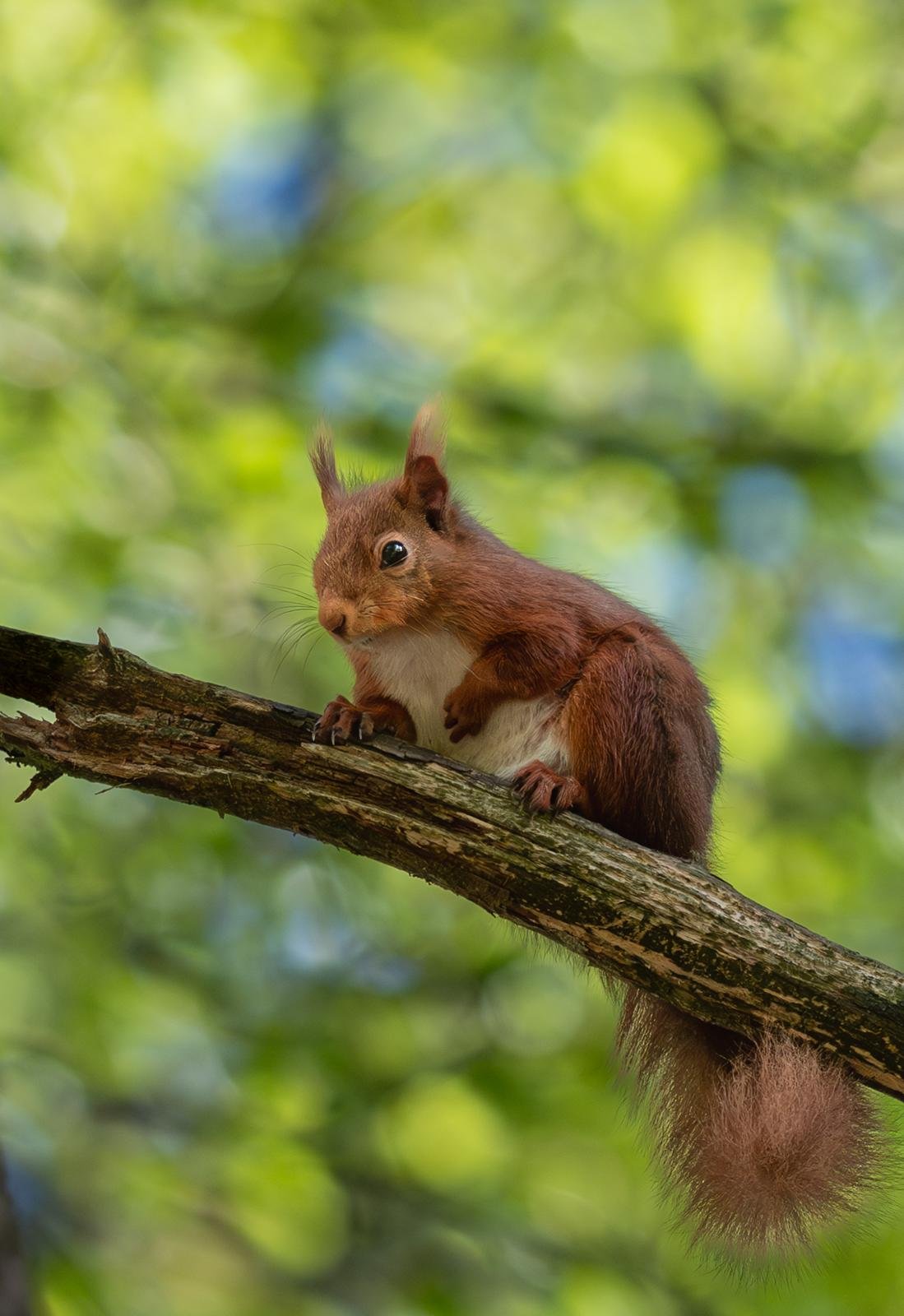 A squirrel perched on a tree branch in a forest, with a blurred green leafy background.