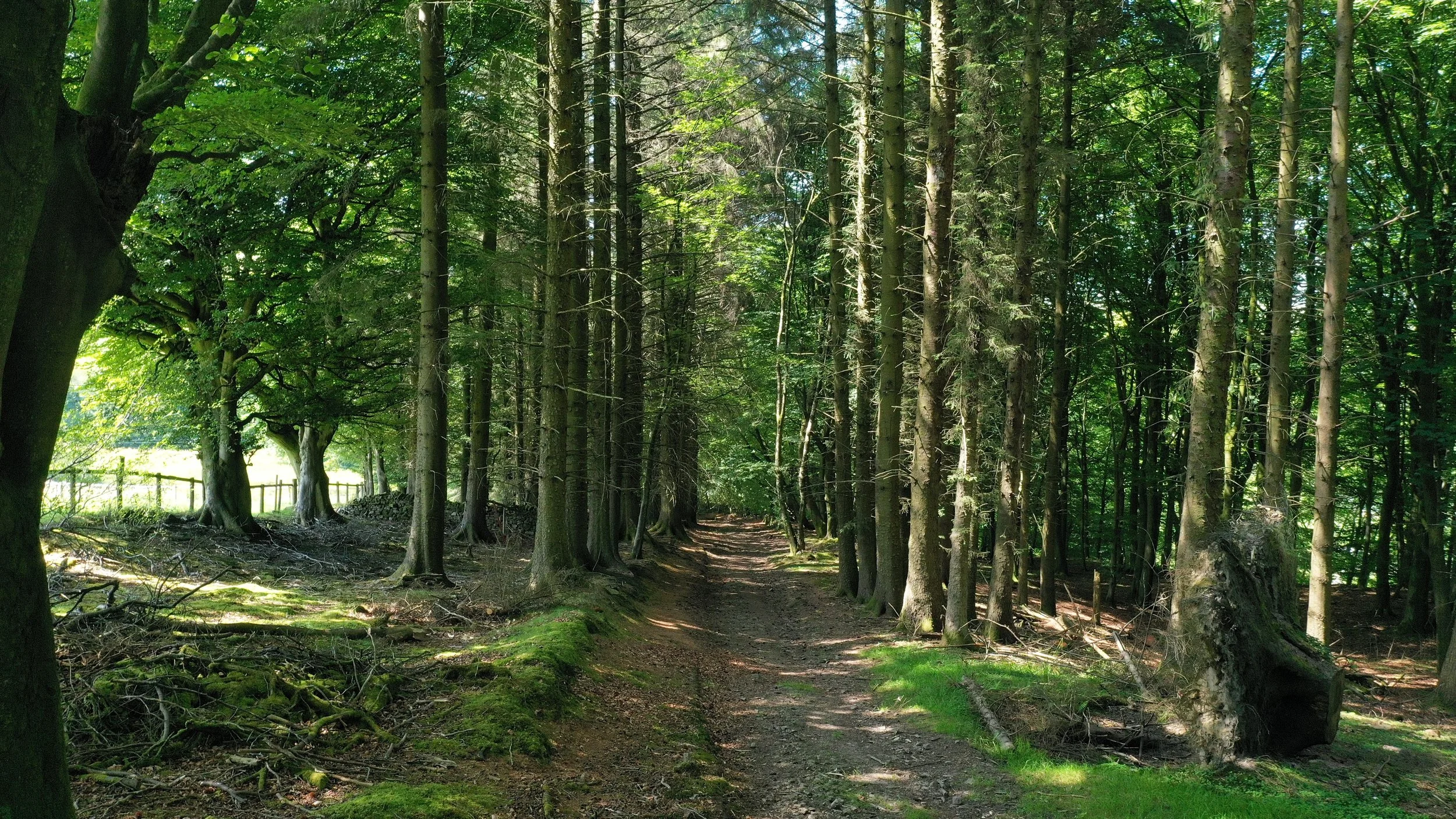 A dirt path runs through a dense green forest with tall trees on both sides and sunlight filtering through the leaves.