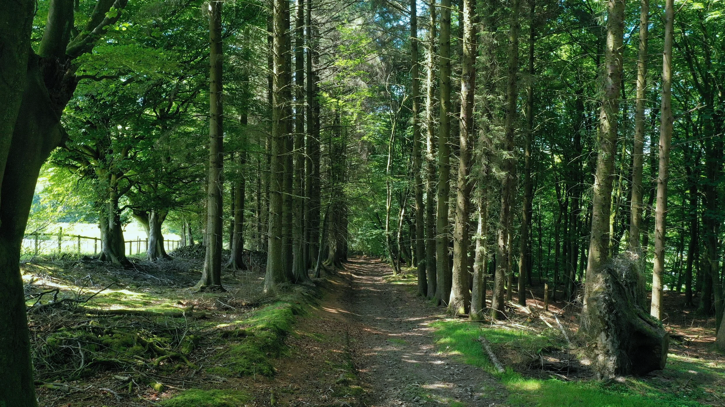 A forest scene with tall trees and a dirt path running through it, dappled with sunlight.