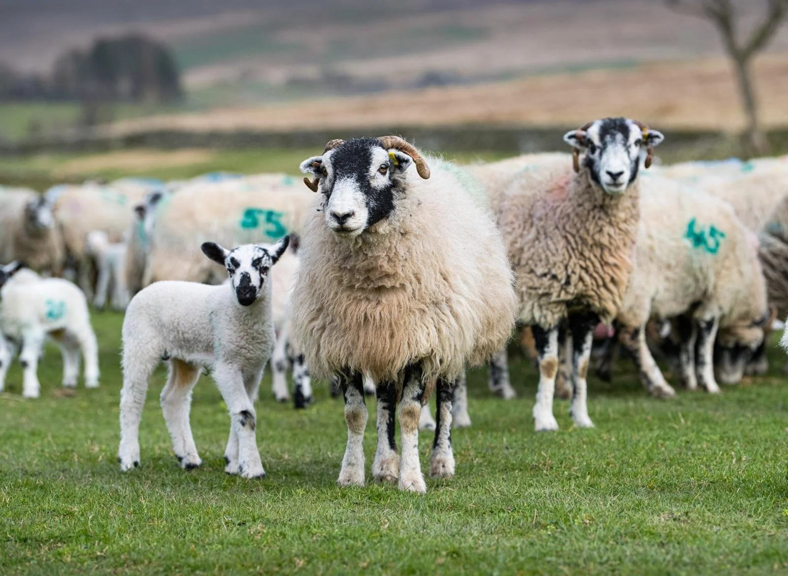 A group of sheep and lambs standing on green grass in a pasture, with a blurred background of more sheep and a landscape.