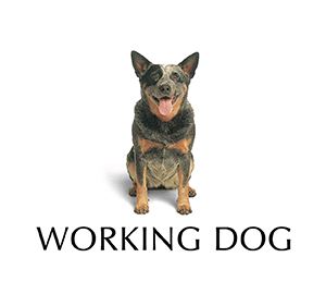 working dog 01.png