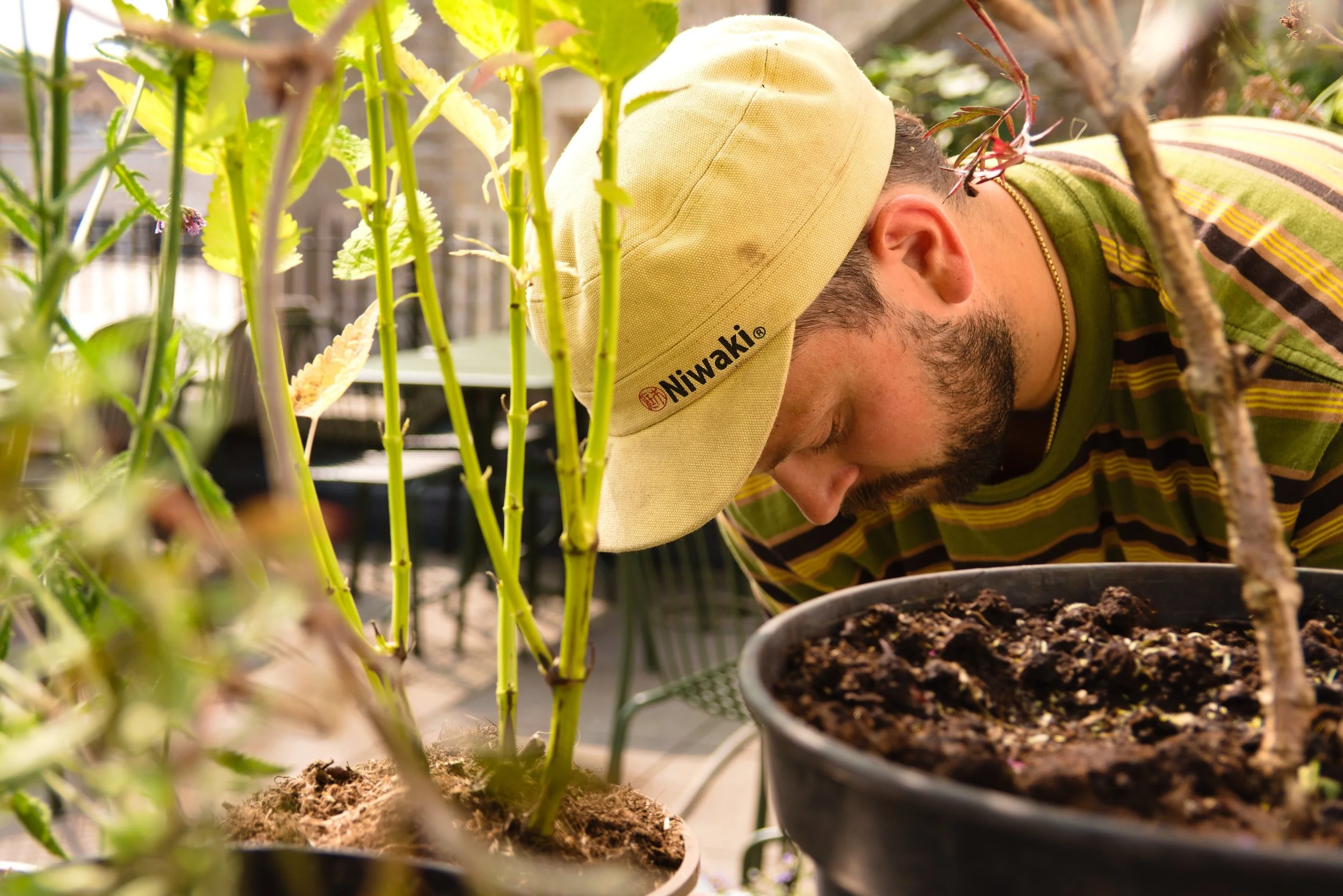 A man wearing a yellow Niwaki hat and a green and yellow striped shirt is gardening, tending to potted plants with soil in an outdoor setting.