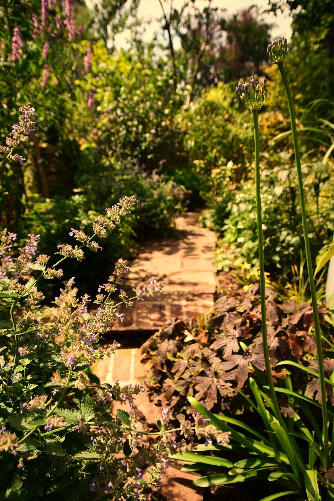 A garden pathway made of bricks surrounded by various green plants and purple flowers, with sunlight shining through the foliage.