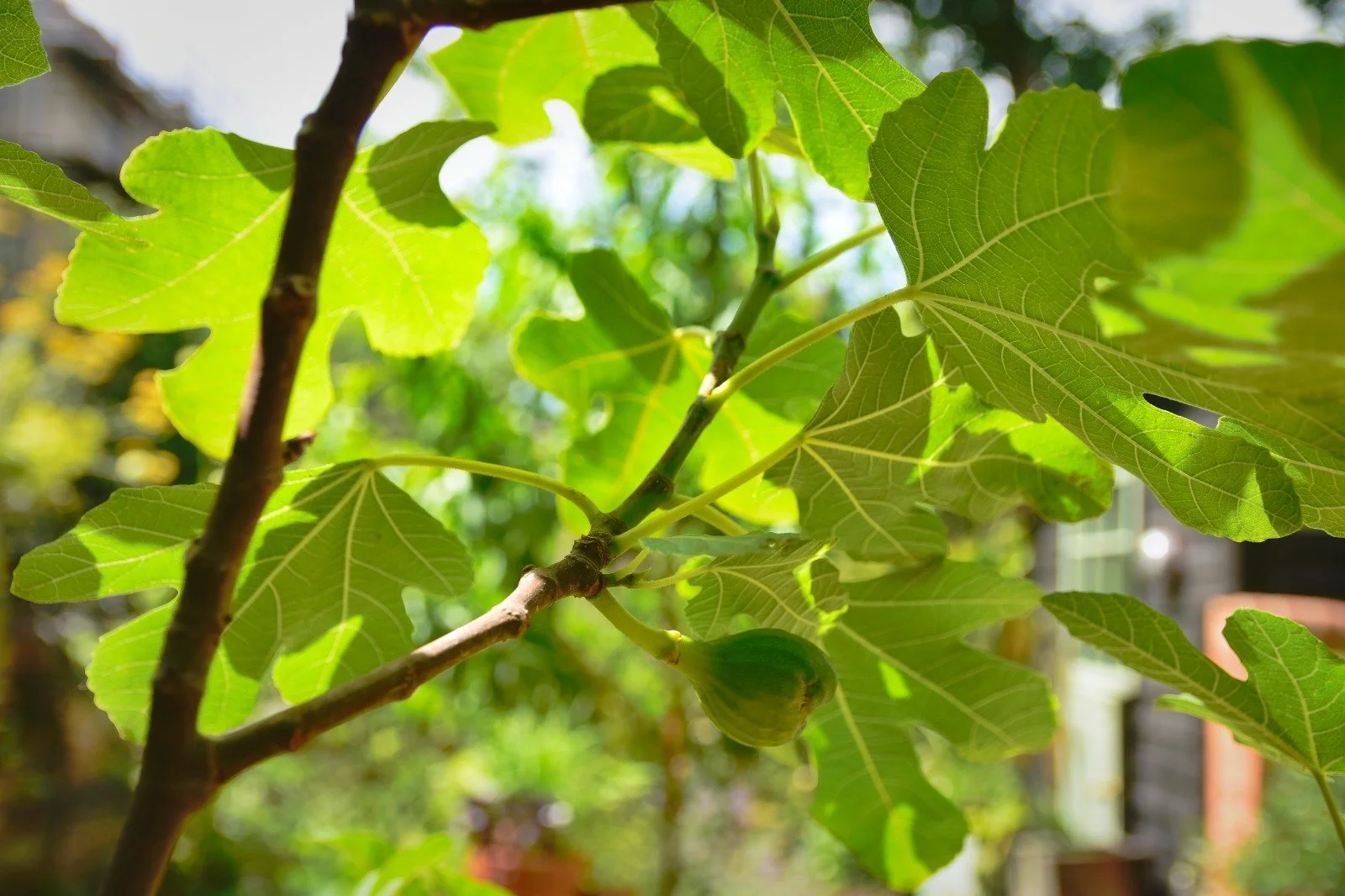 Richmond Rd Fig.jpeg