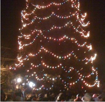 Biggest living Christmas Tree in NY