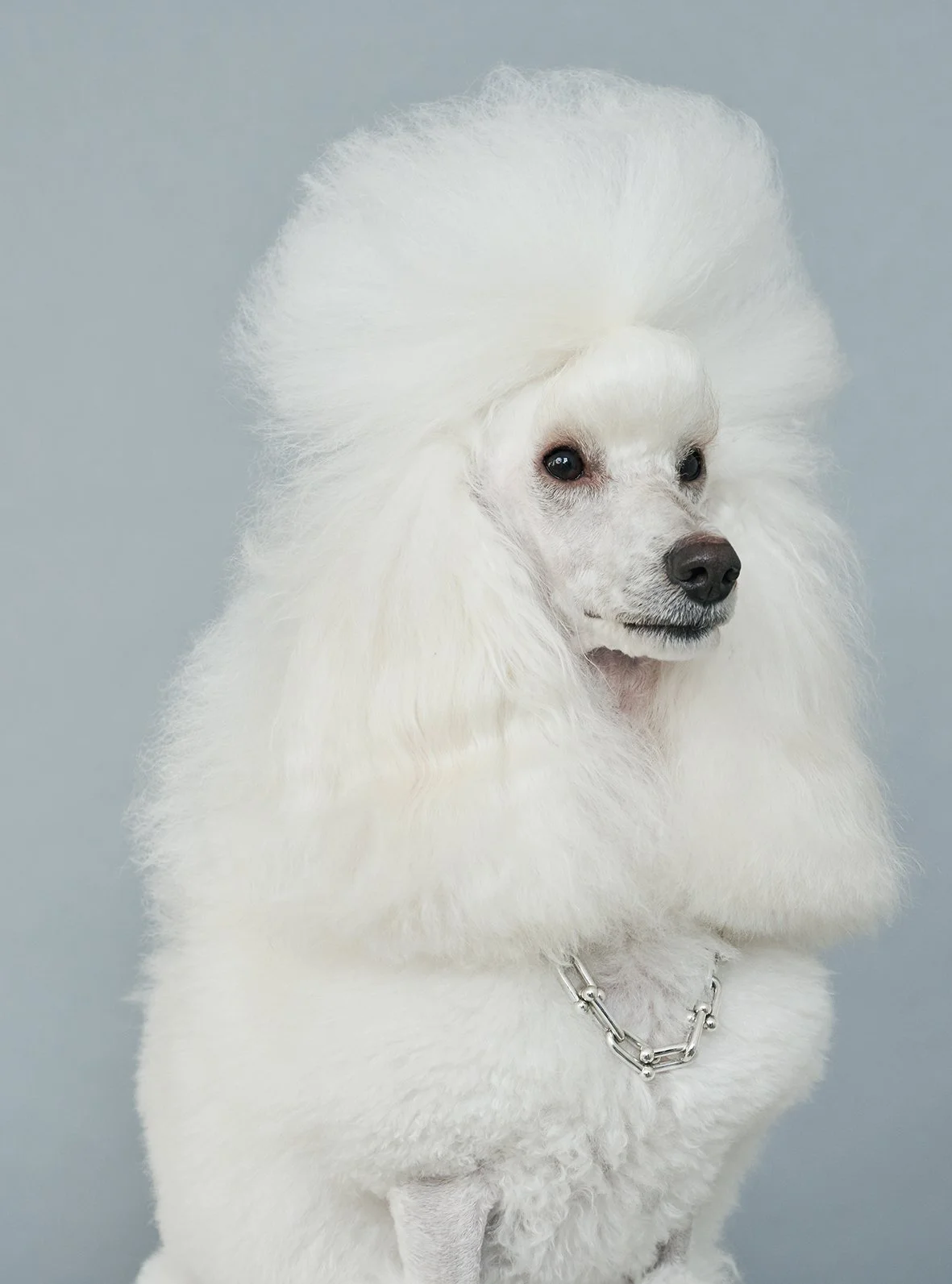 White Poodle