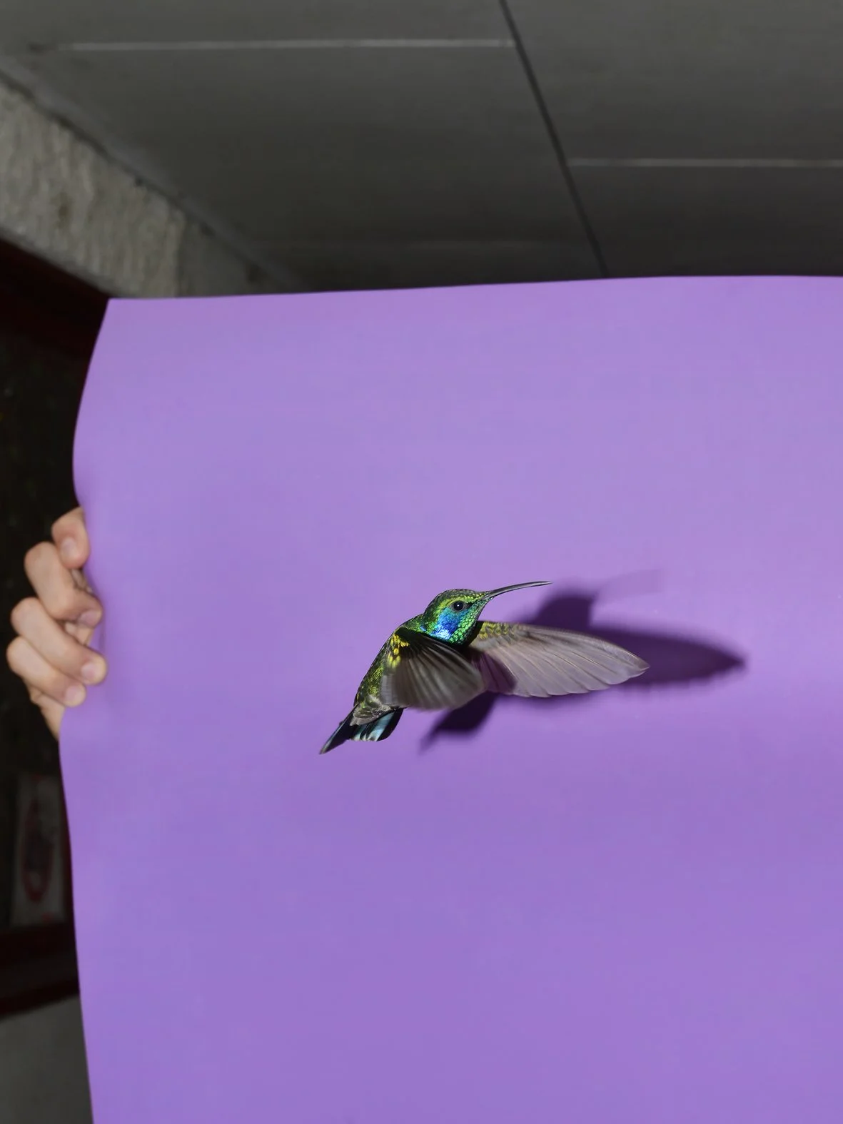 Kolibri.jpg
