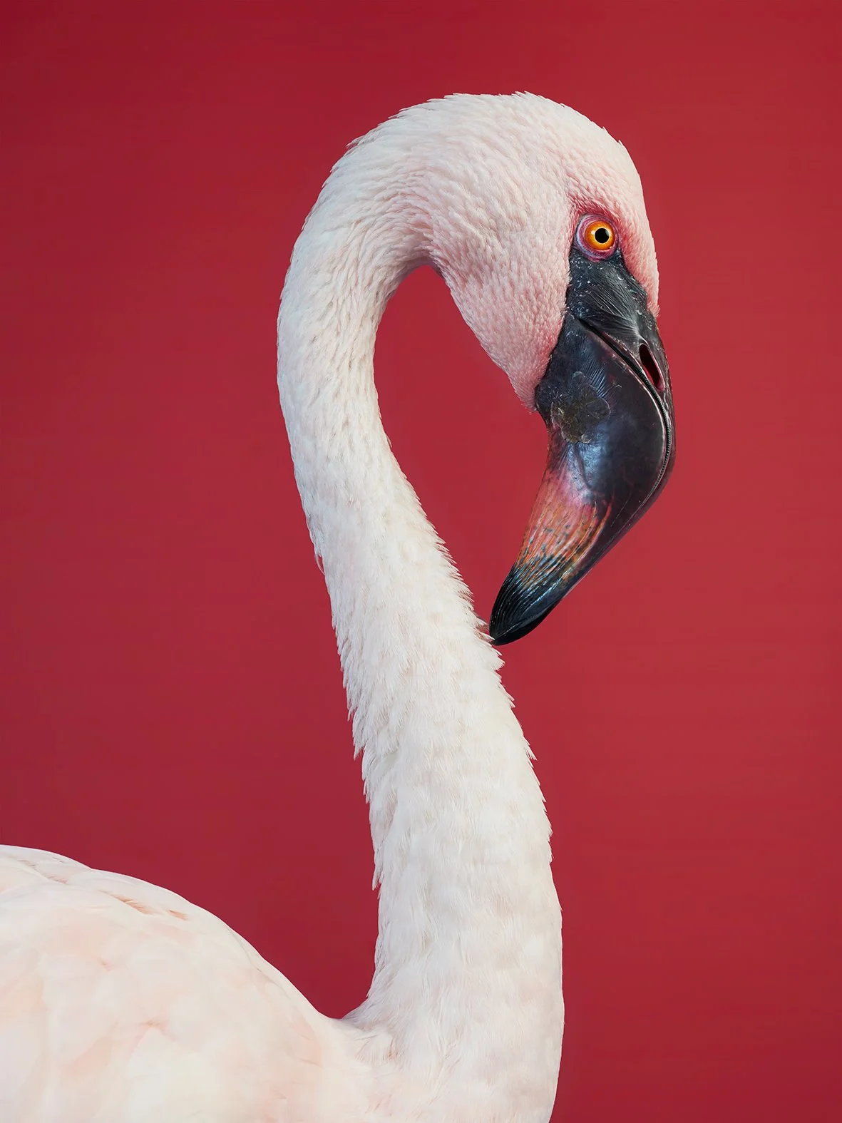 Pink flamingo