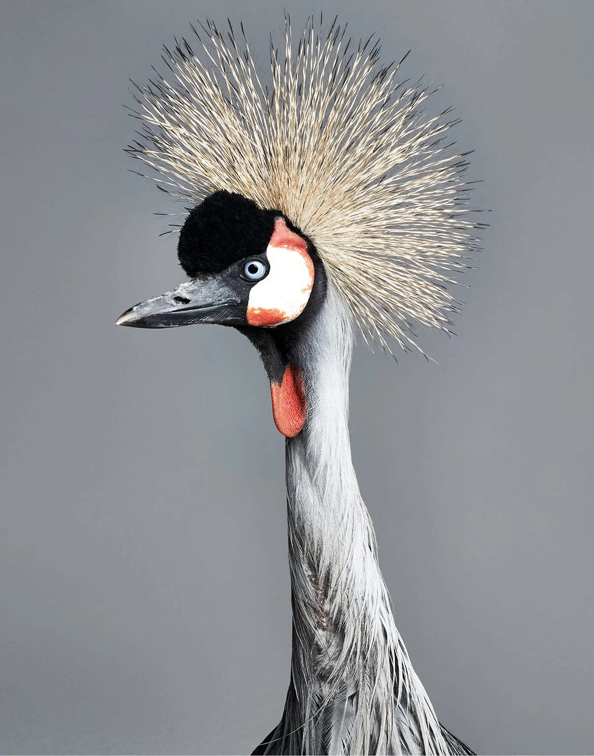 Crowned crane