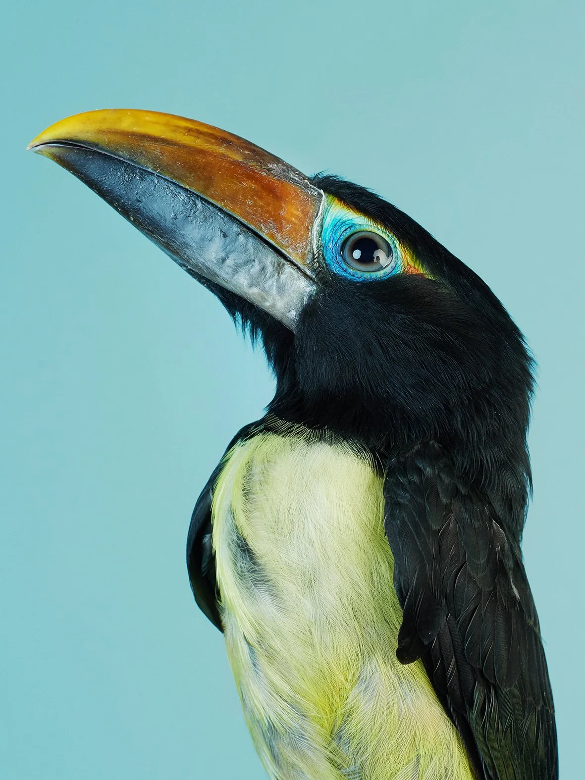 Toucan