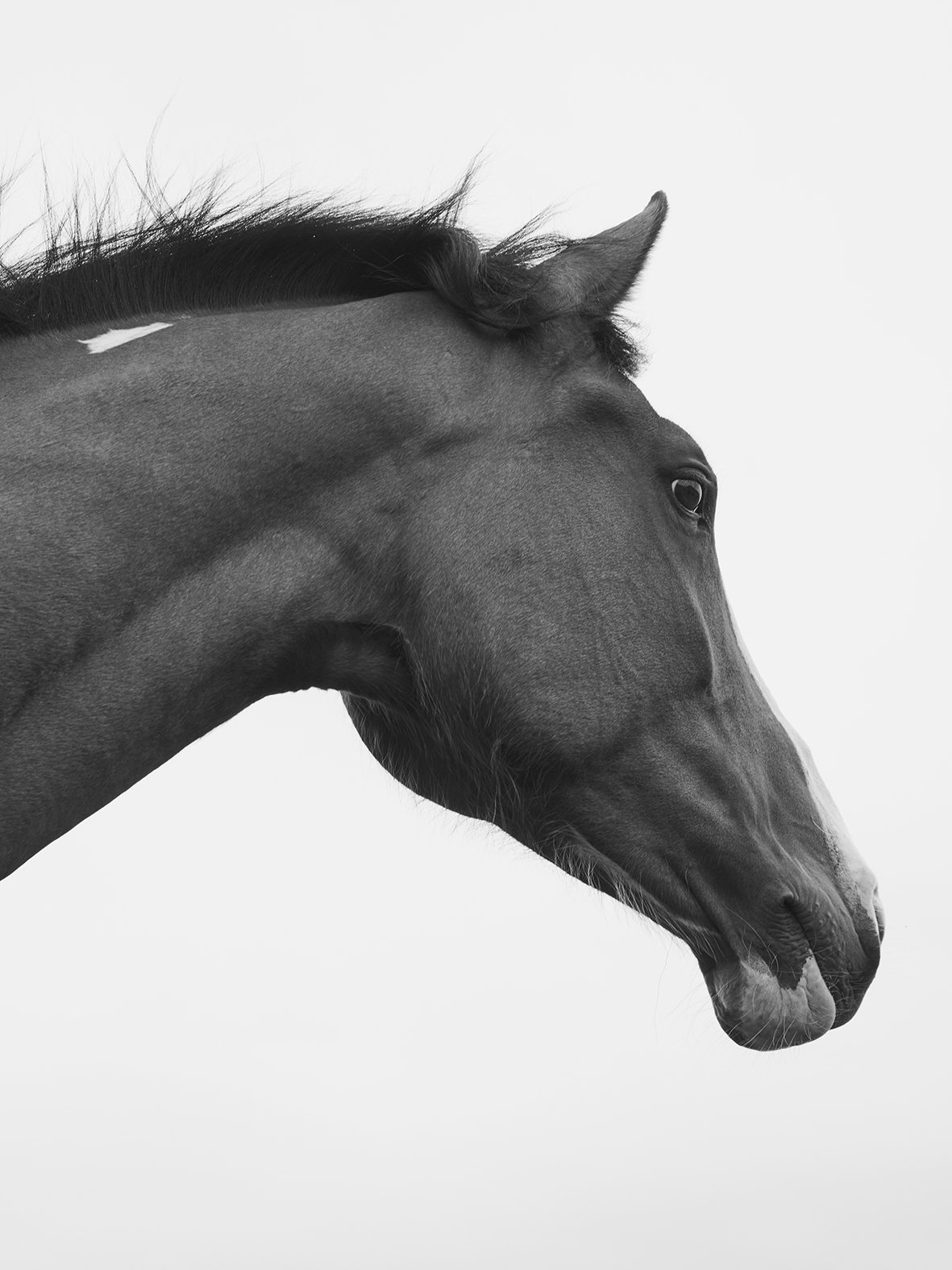 Horse head