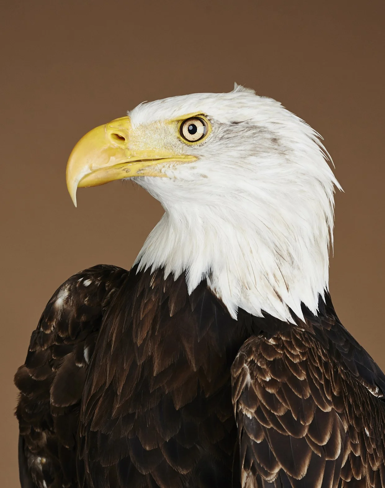 Eagle.jpg