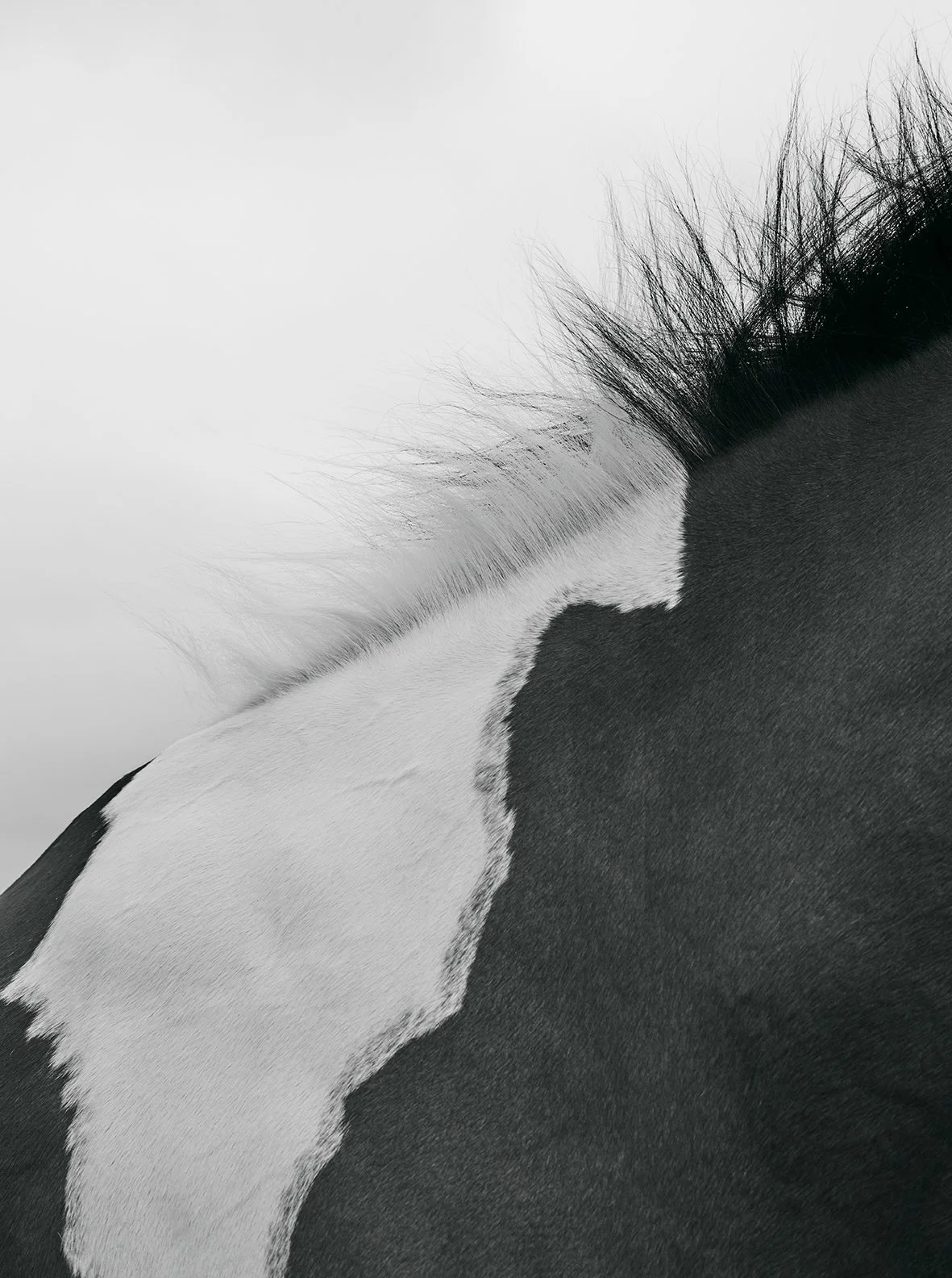 Horse back