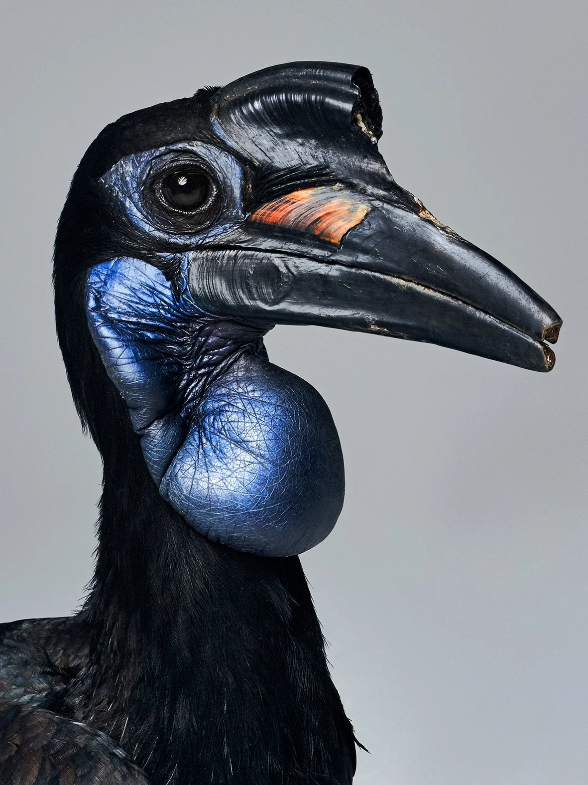 Black and blue hornbill